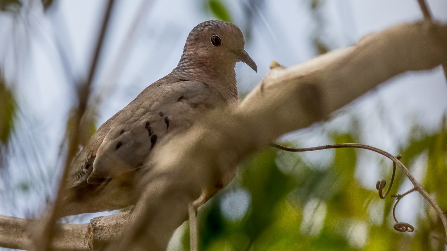 Common Ground-dove