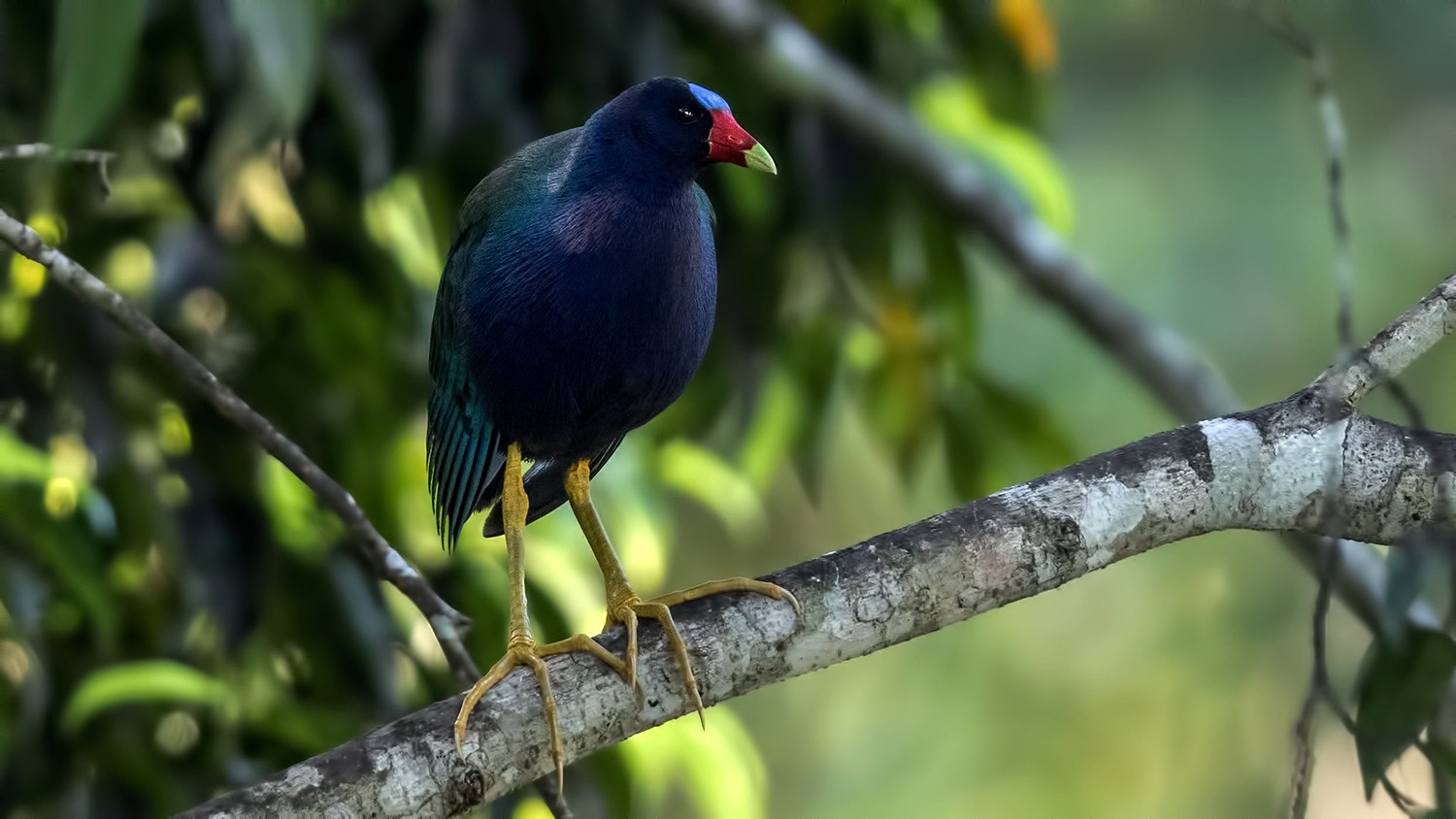 Purple Gallinule