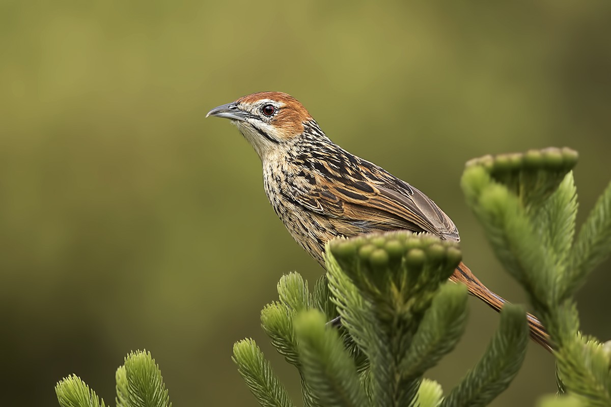 Cape Grass-warbler