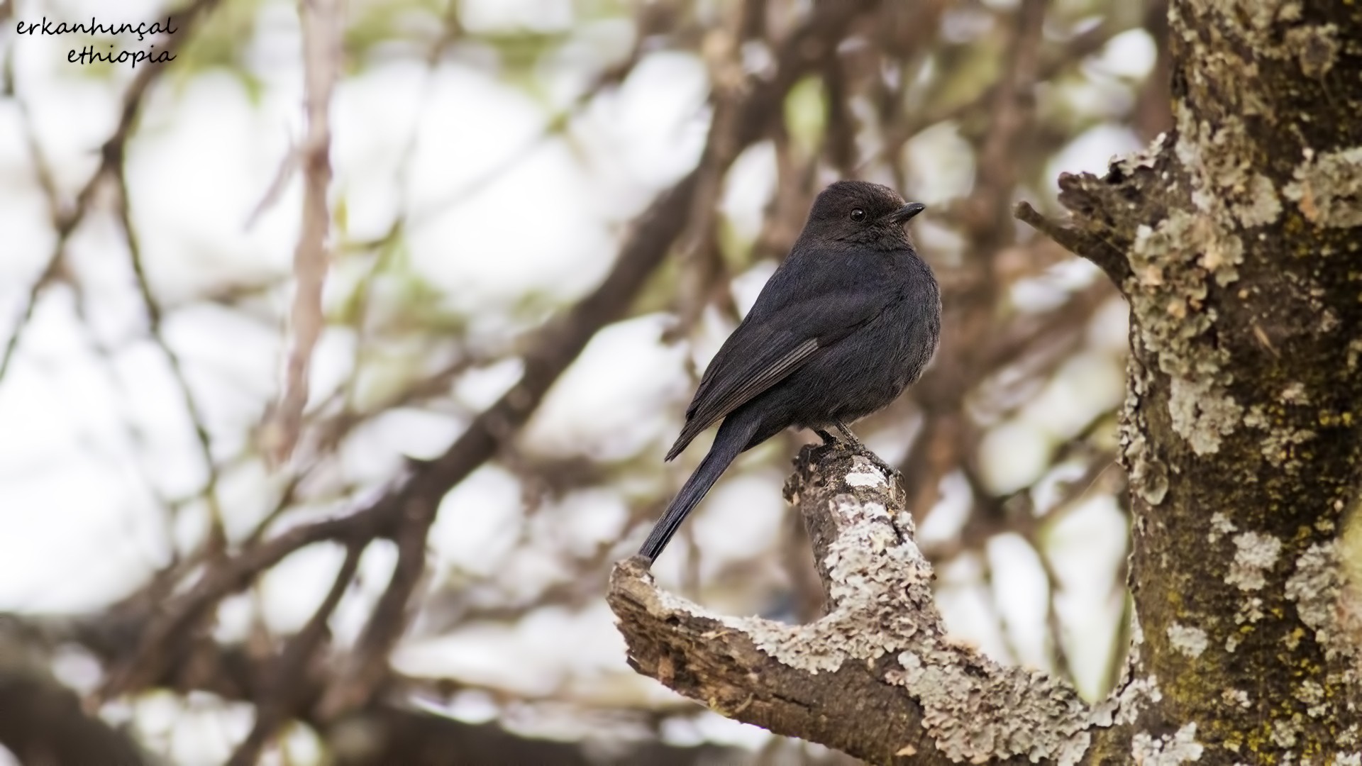 Northern Black-flycatcher