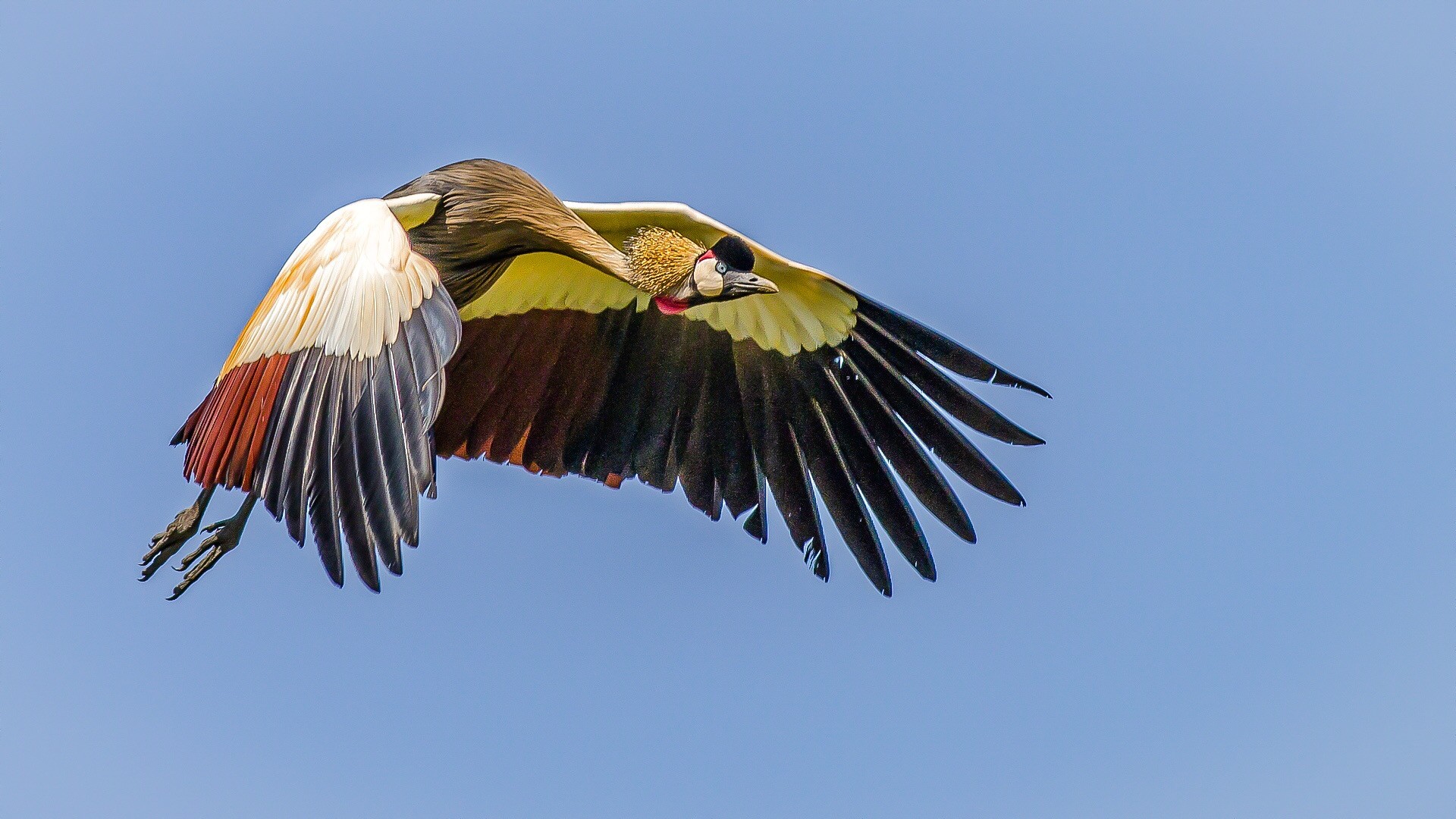 Grey Crowned-crane