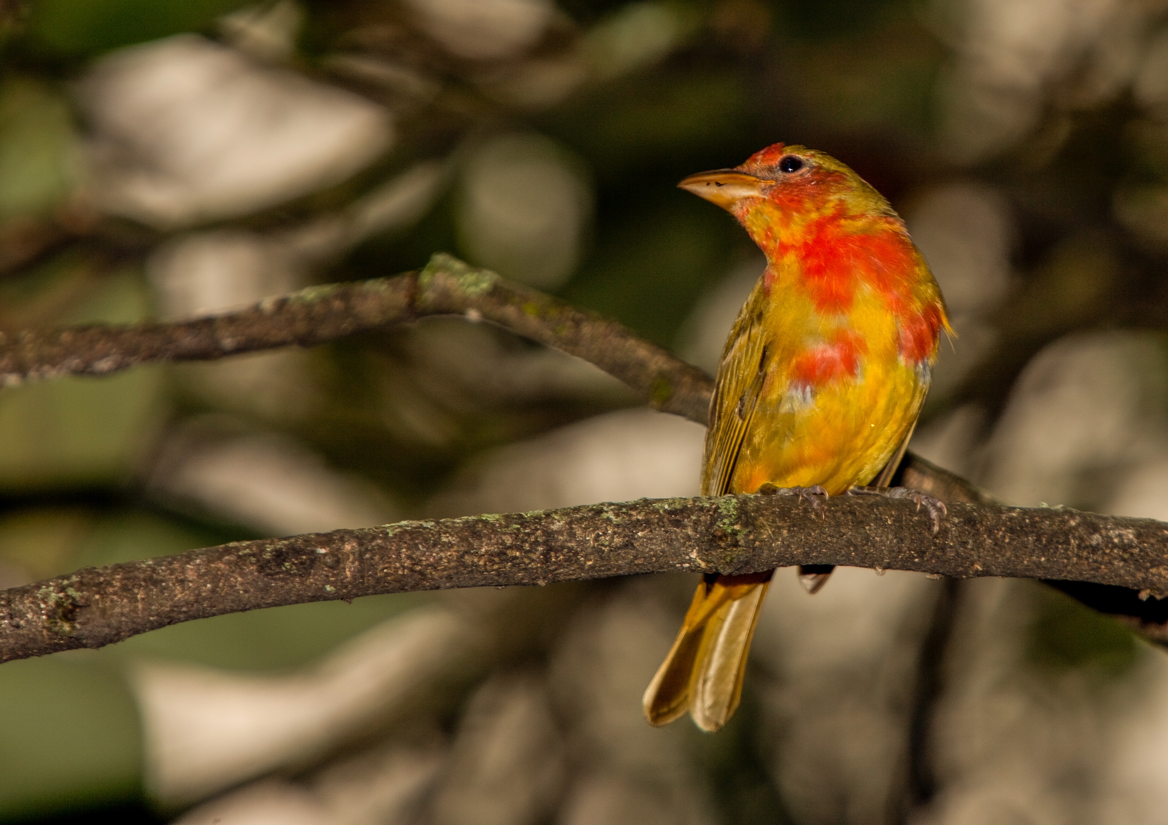 Summer Tanager