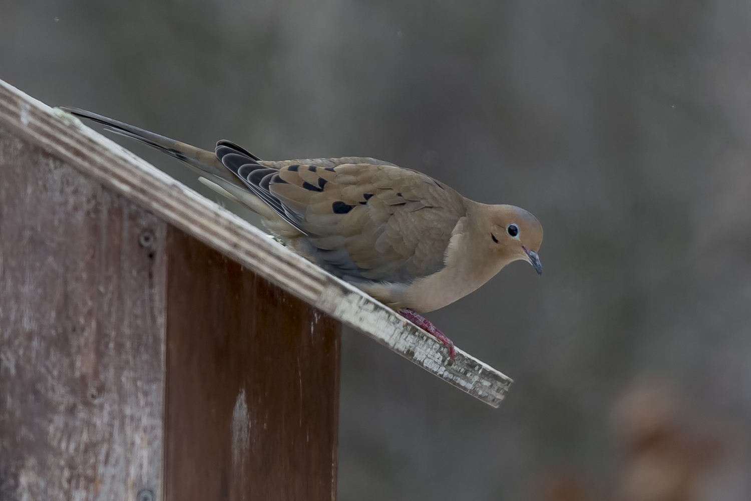 Mourning Dove