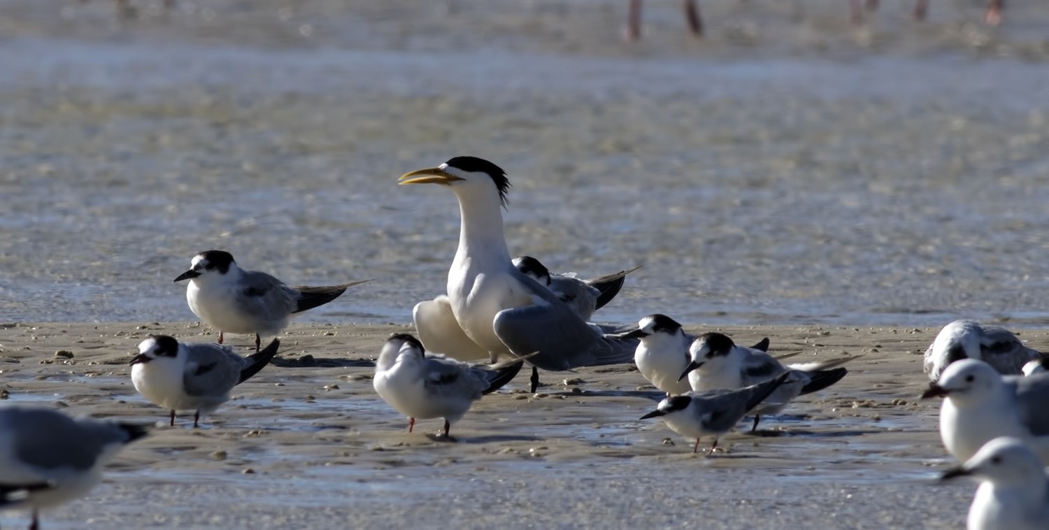 Greater Crested Tern
