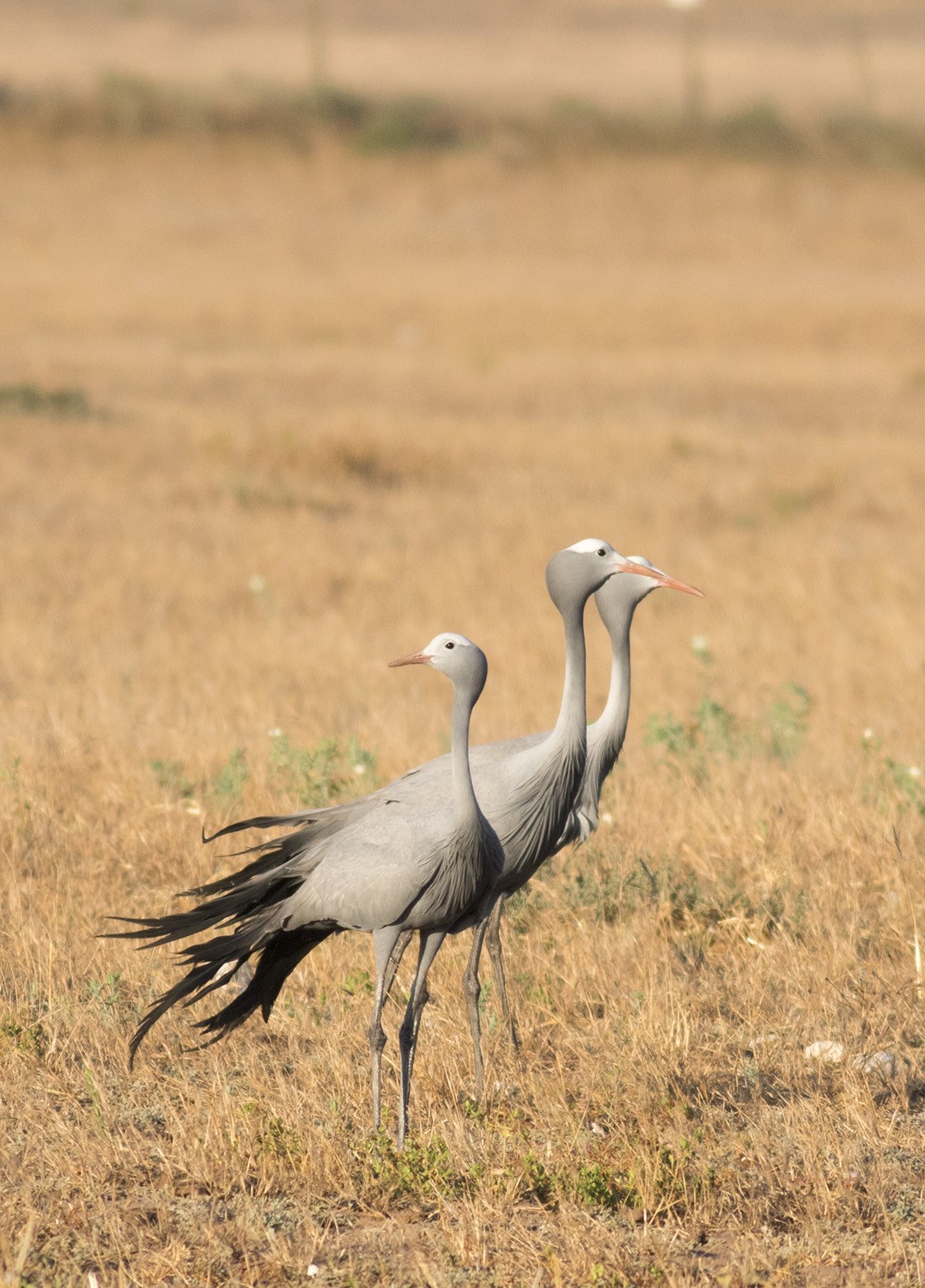 Blue Crane