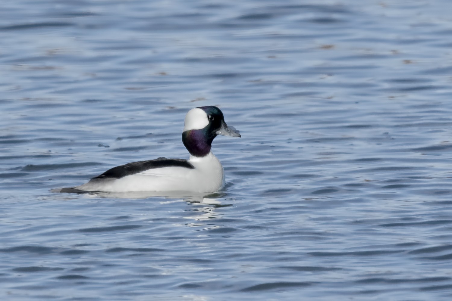 Bufflehead
