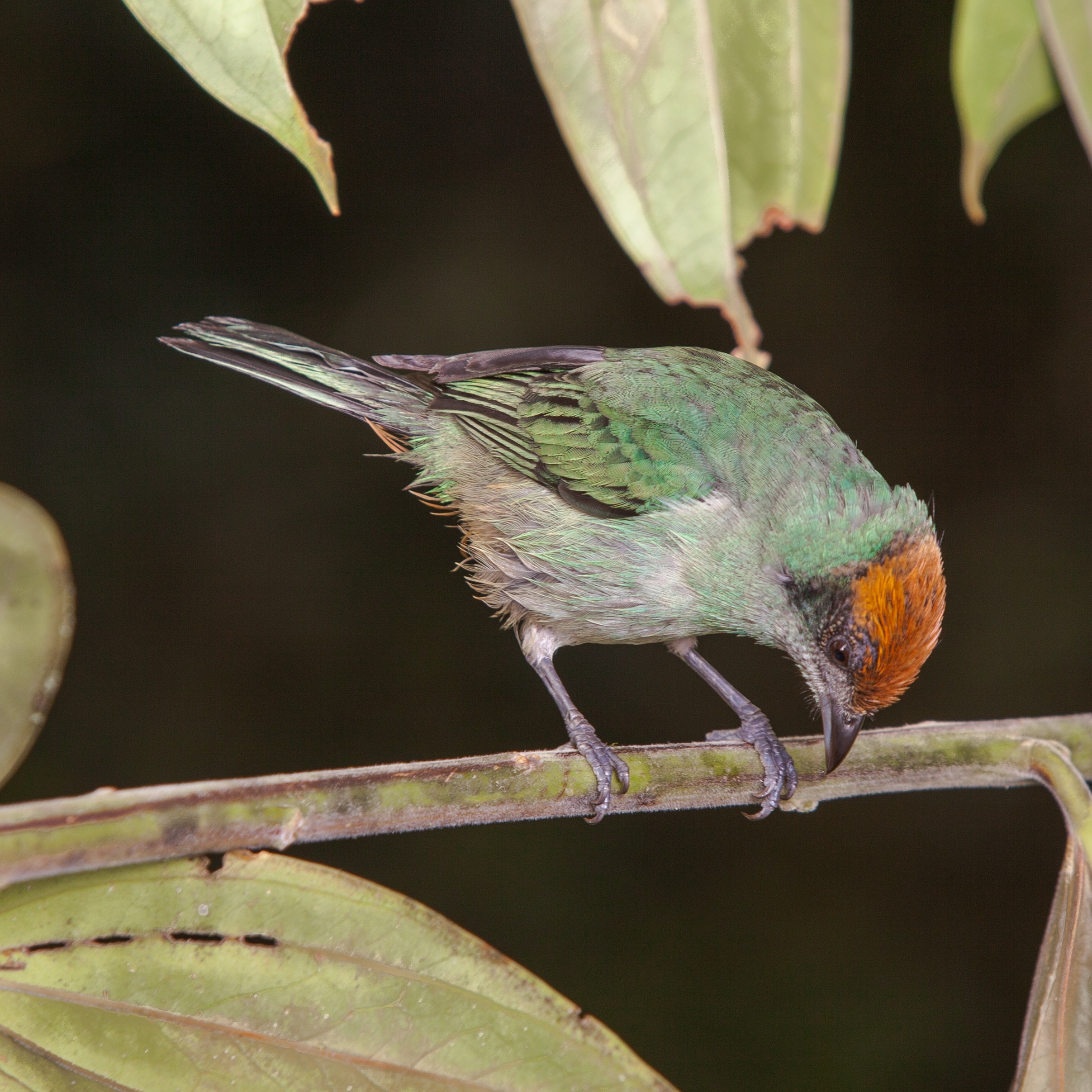 Scrub Tanager