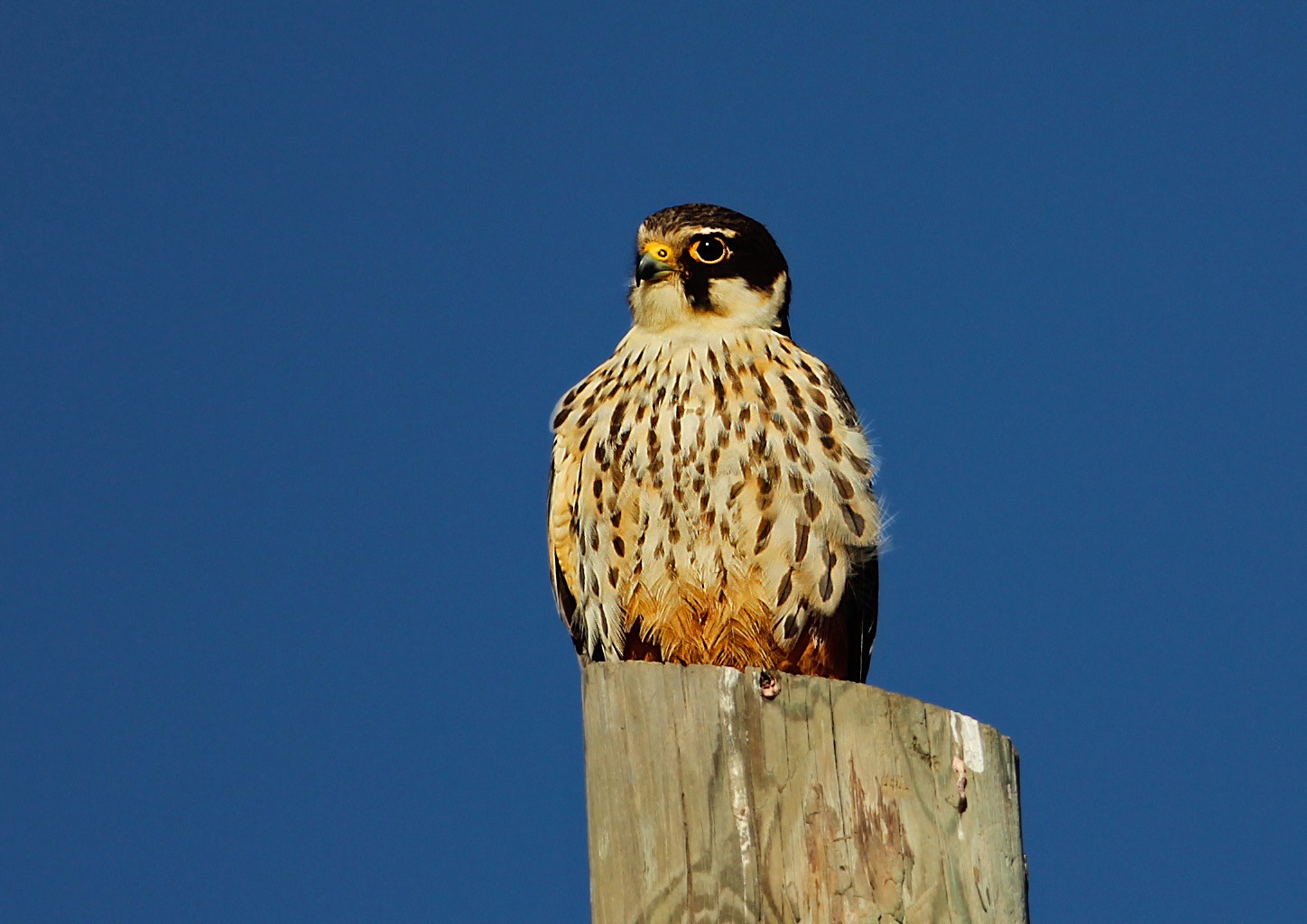 Delice Doğan