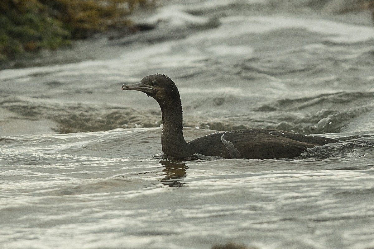 Cape Cormorant