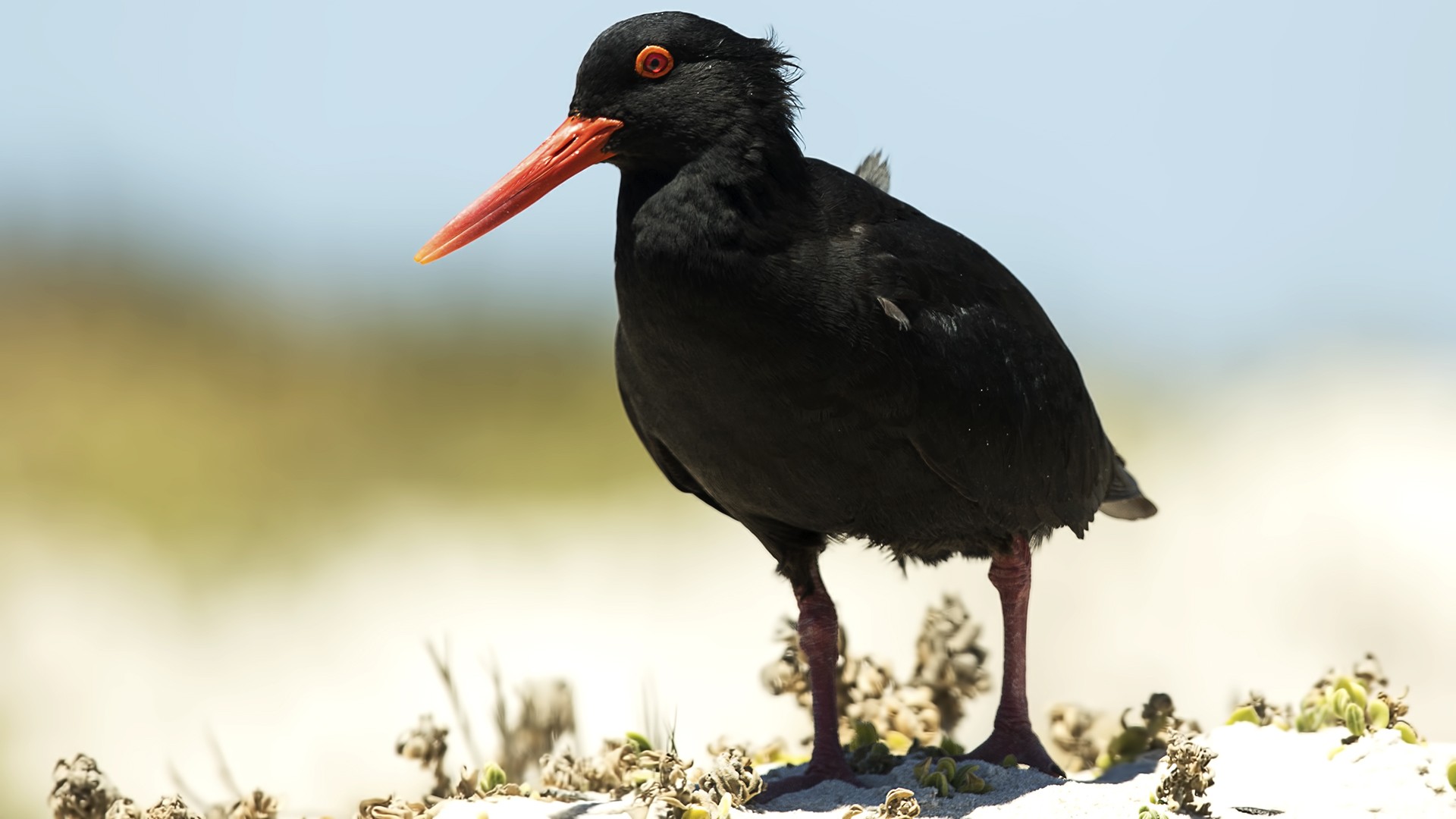 African Oystercatcher