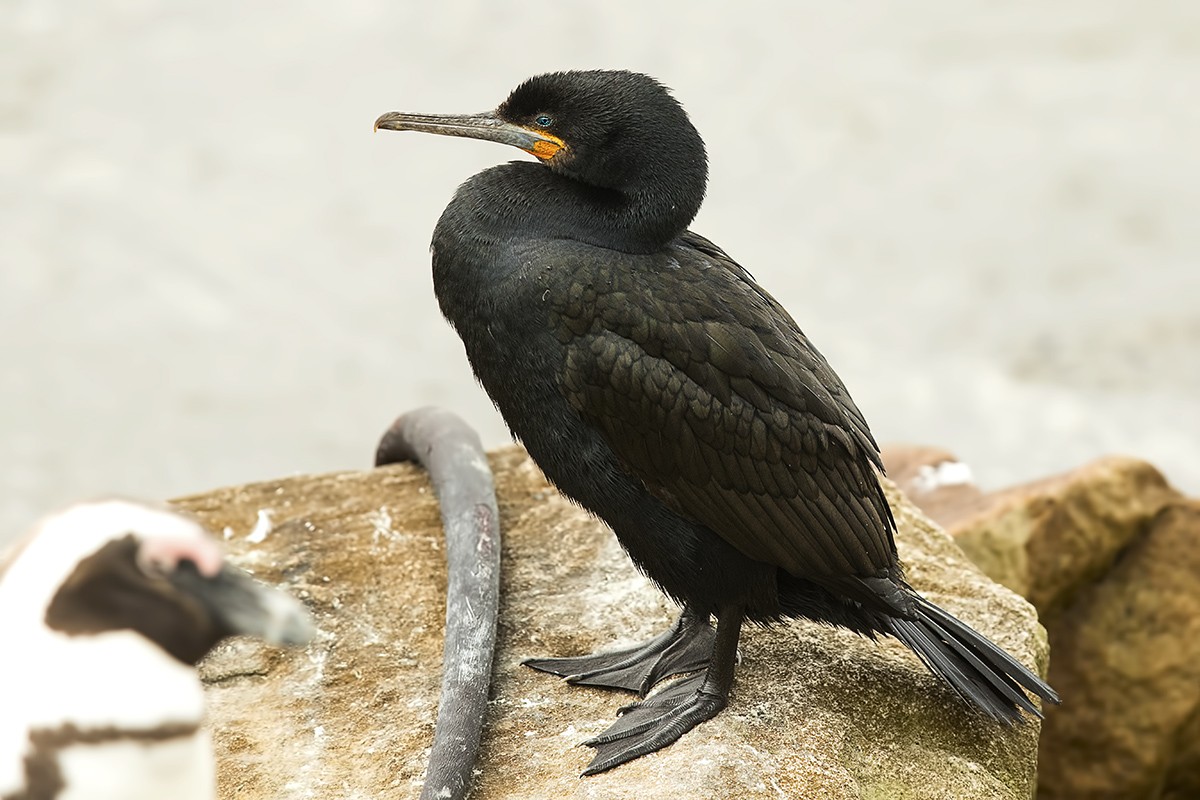 Cape Cormorant
