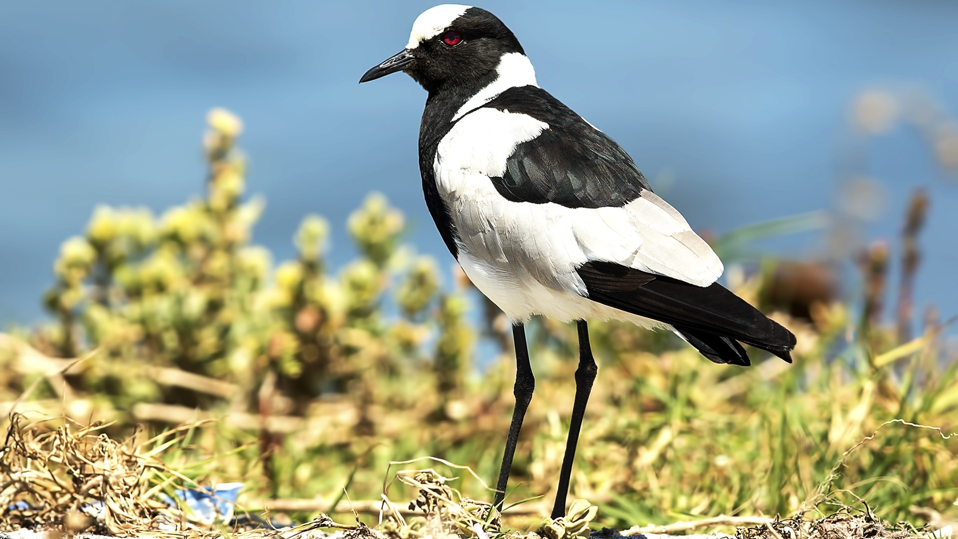 Blacksmith Lapwing