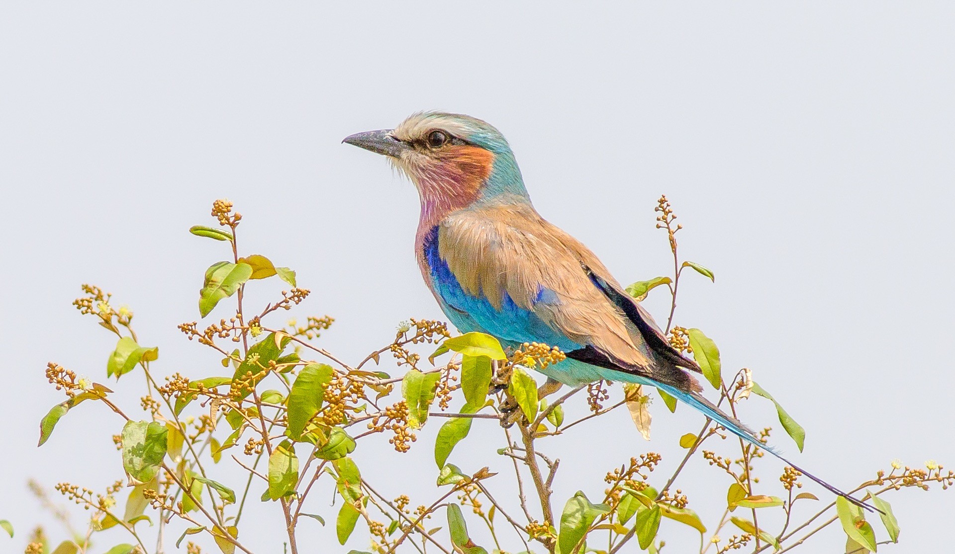 Lilac-breasted Roller