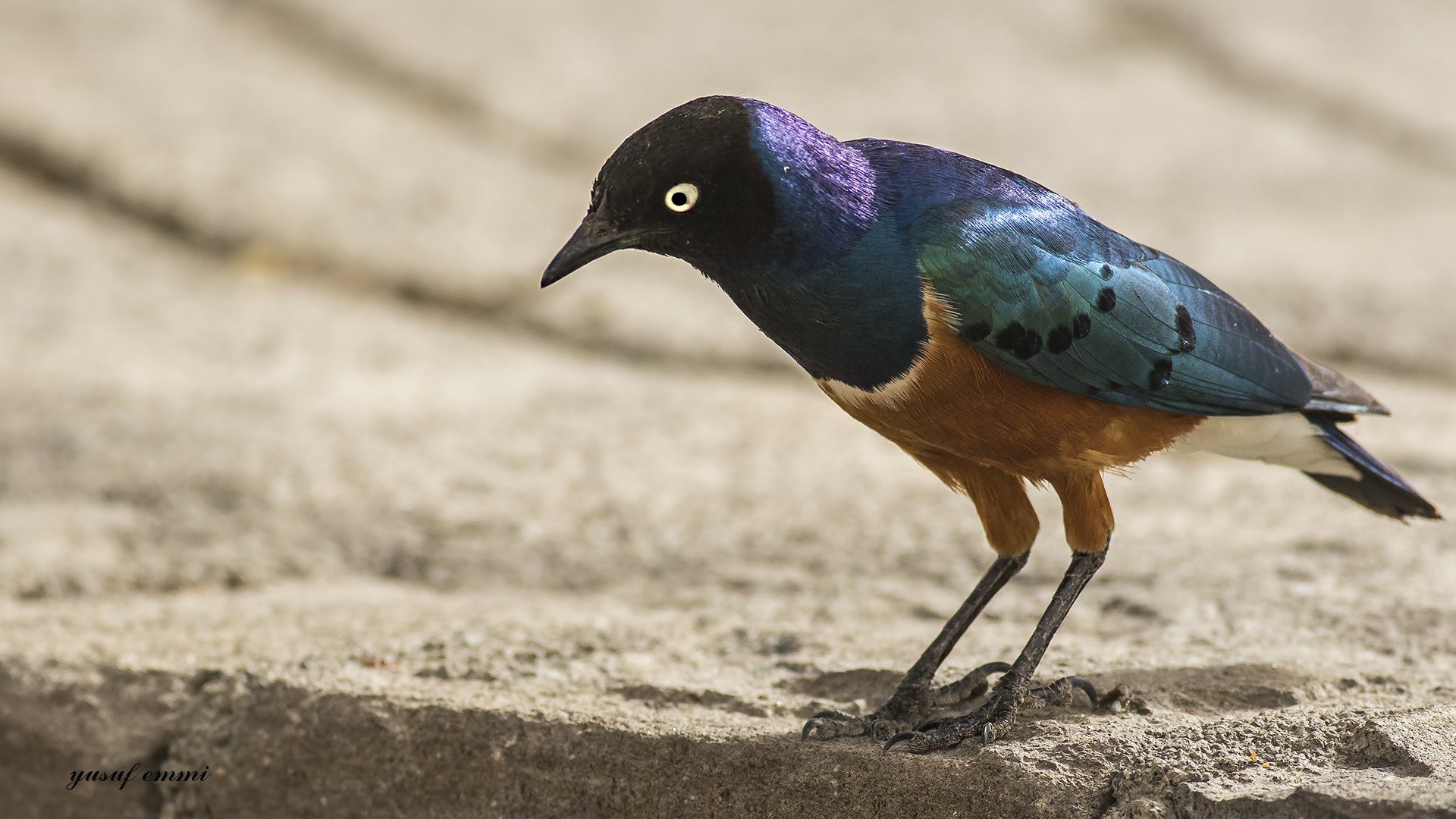 Superb Starling