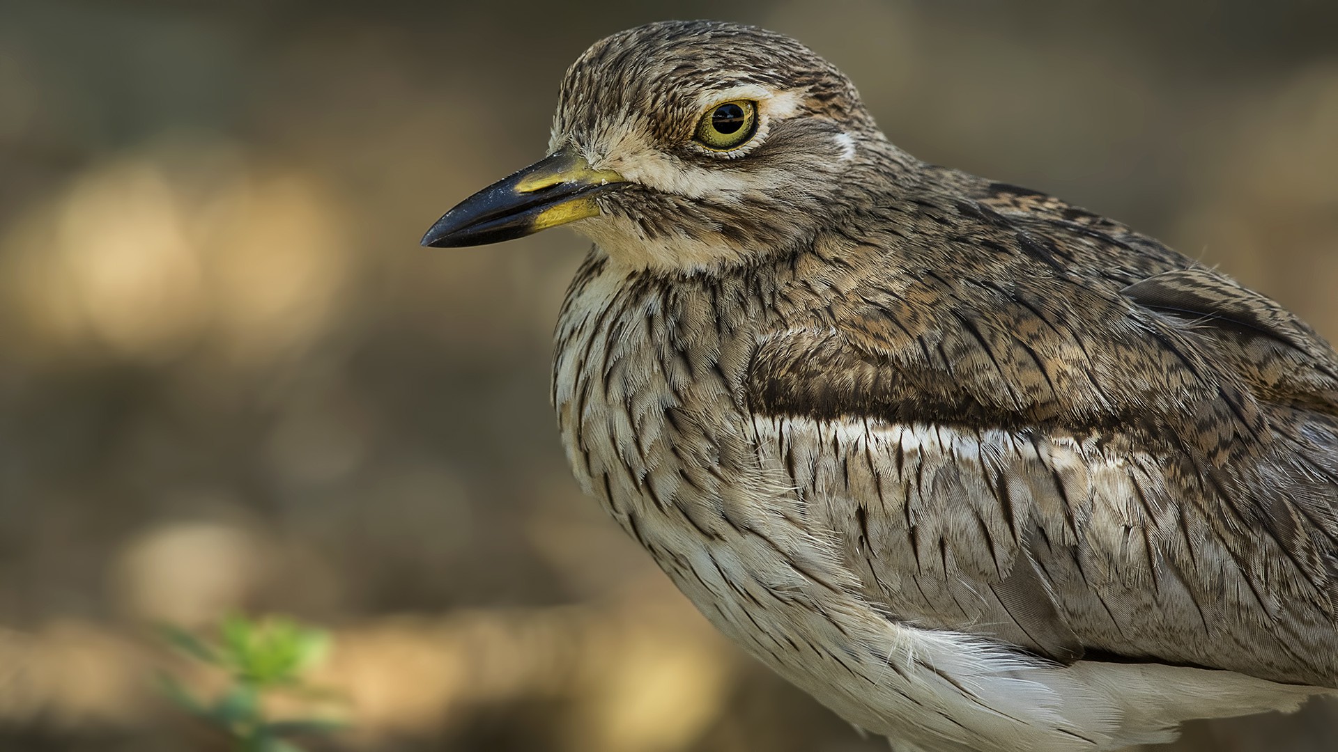 Water Thick-knee
