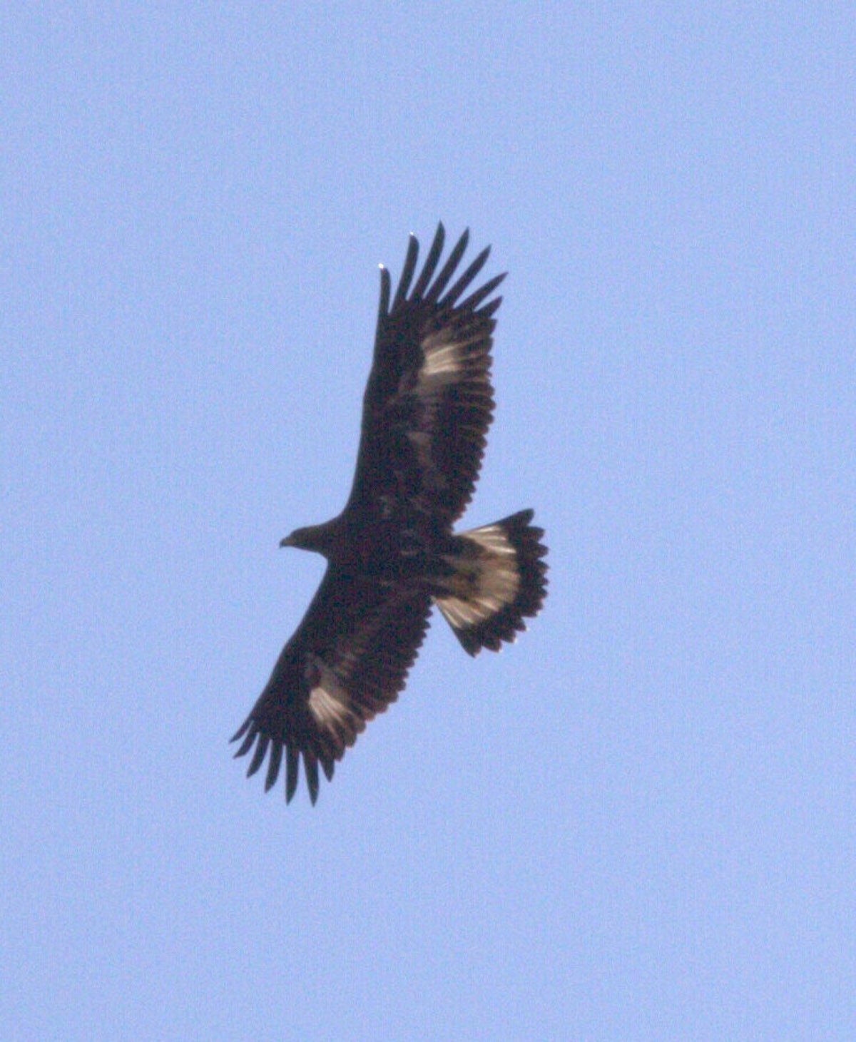 Kaya Kartalı