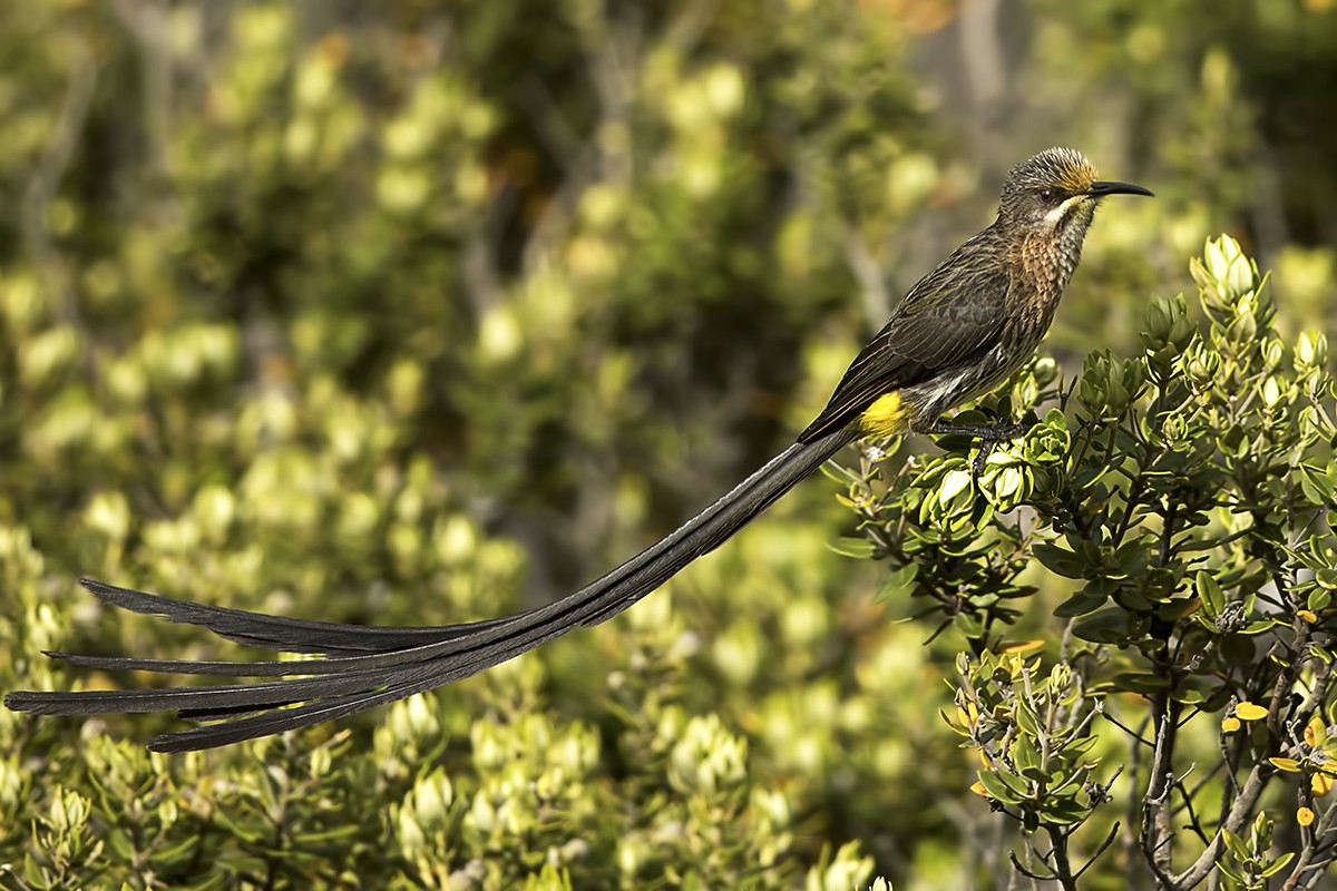 Cape Sugarbird