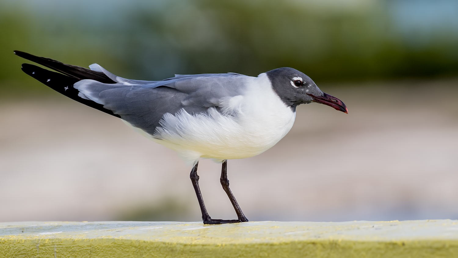 Laughing Gull