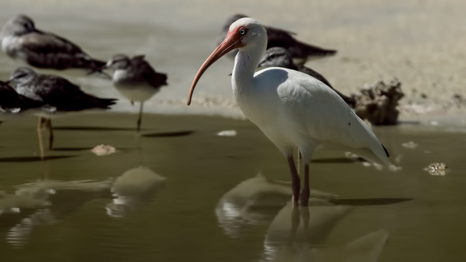White Ibis