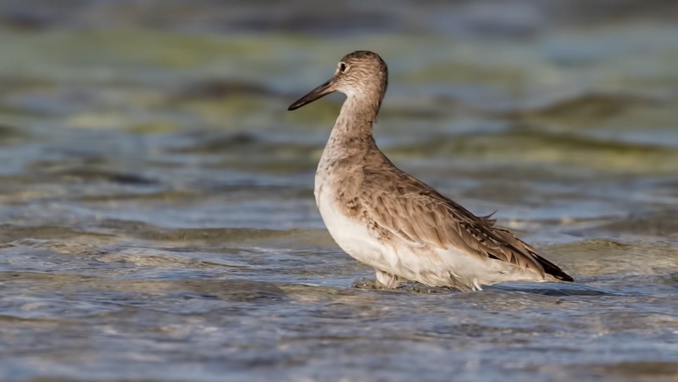 Willet
