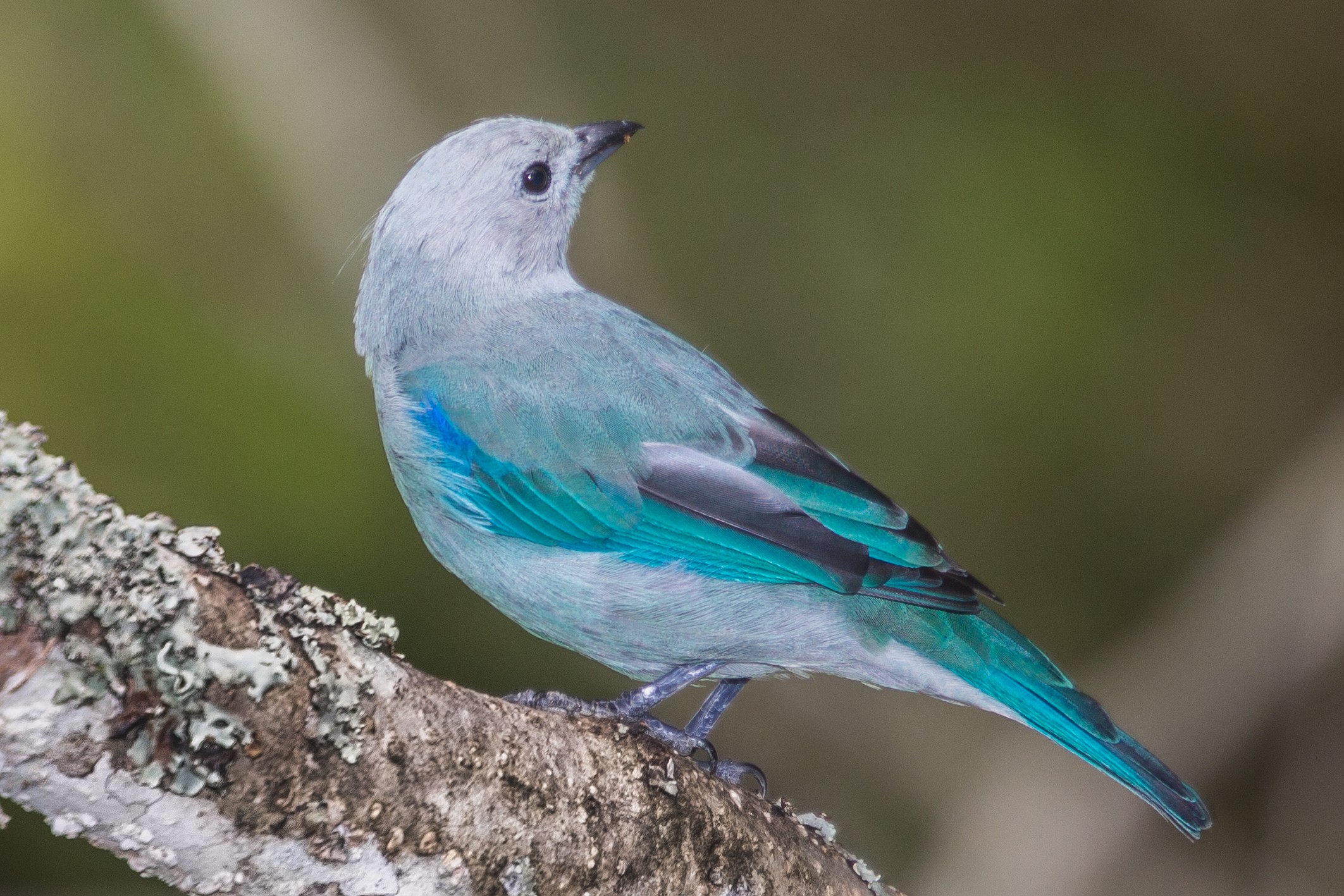 Blue-grey Tanager