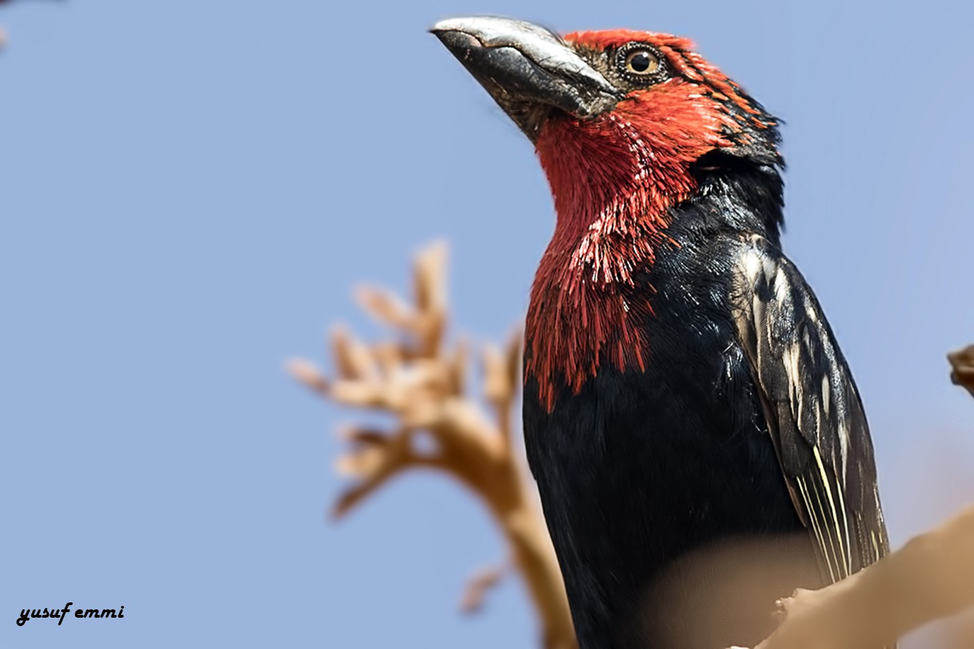Black-billed Barbet