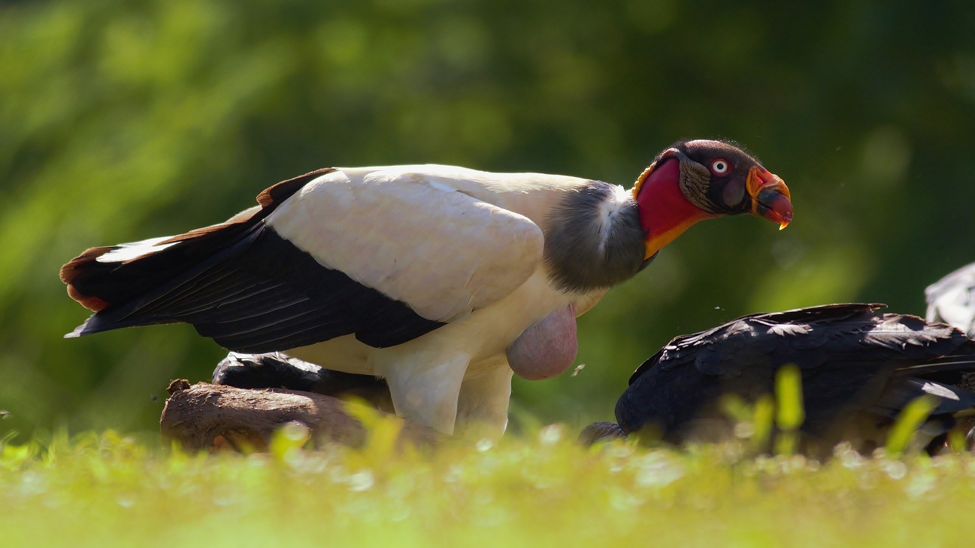 King Vulture