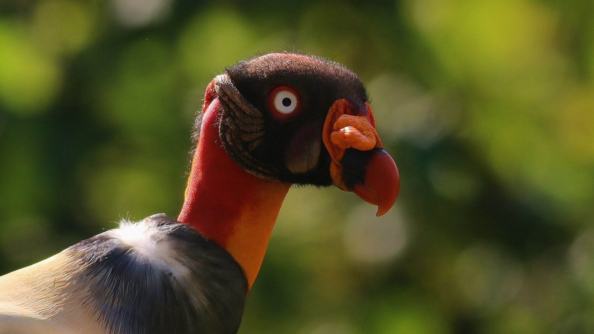 King Vulture