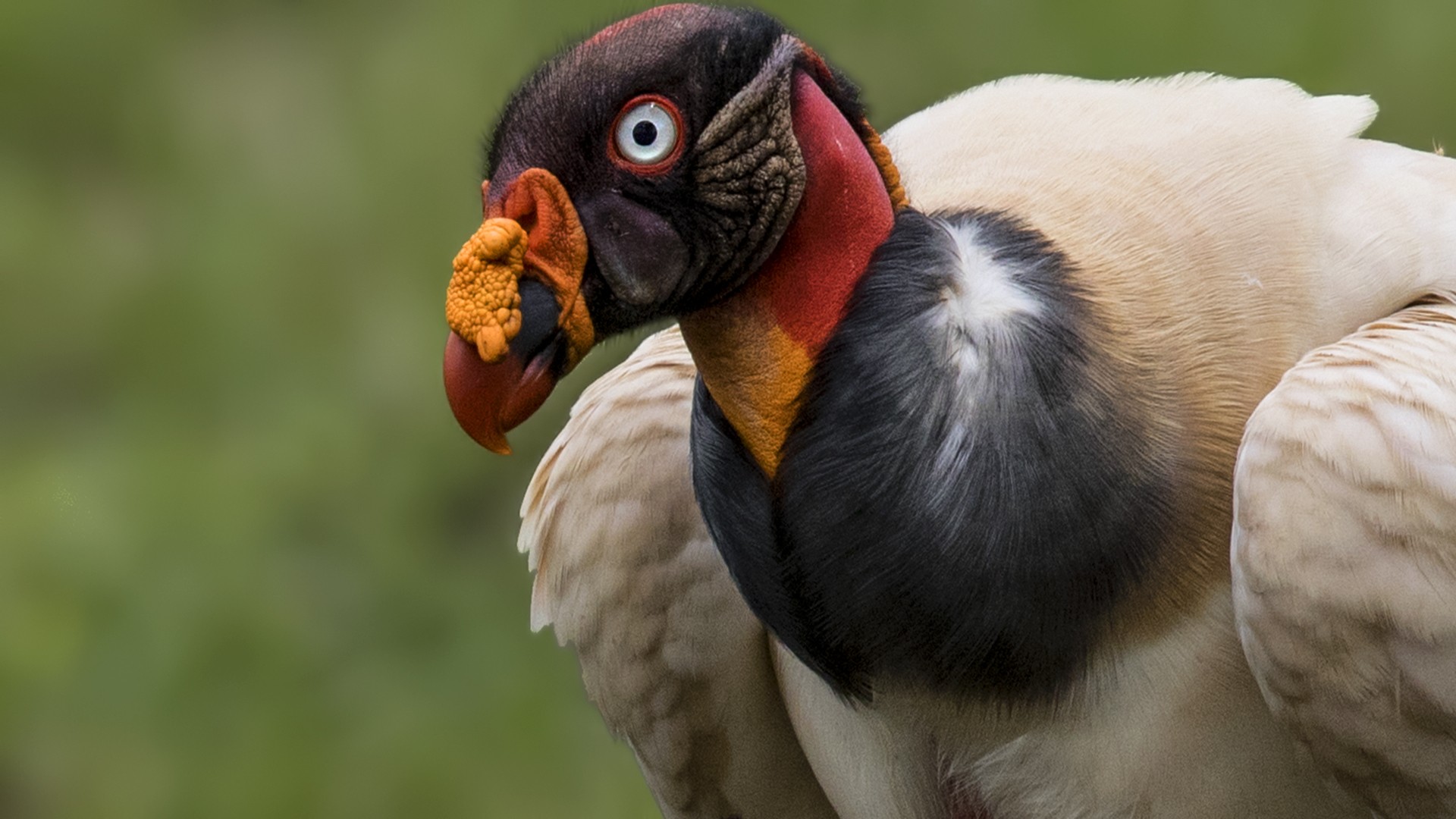 King Vulture