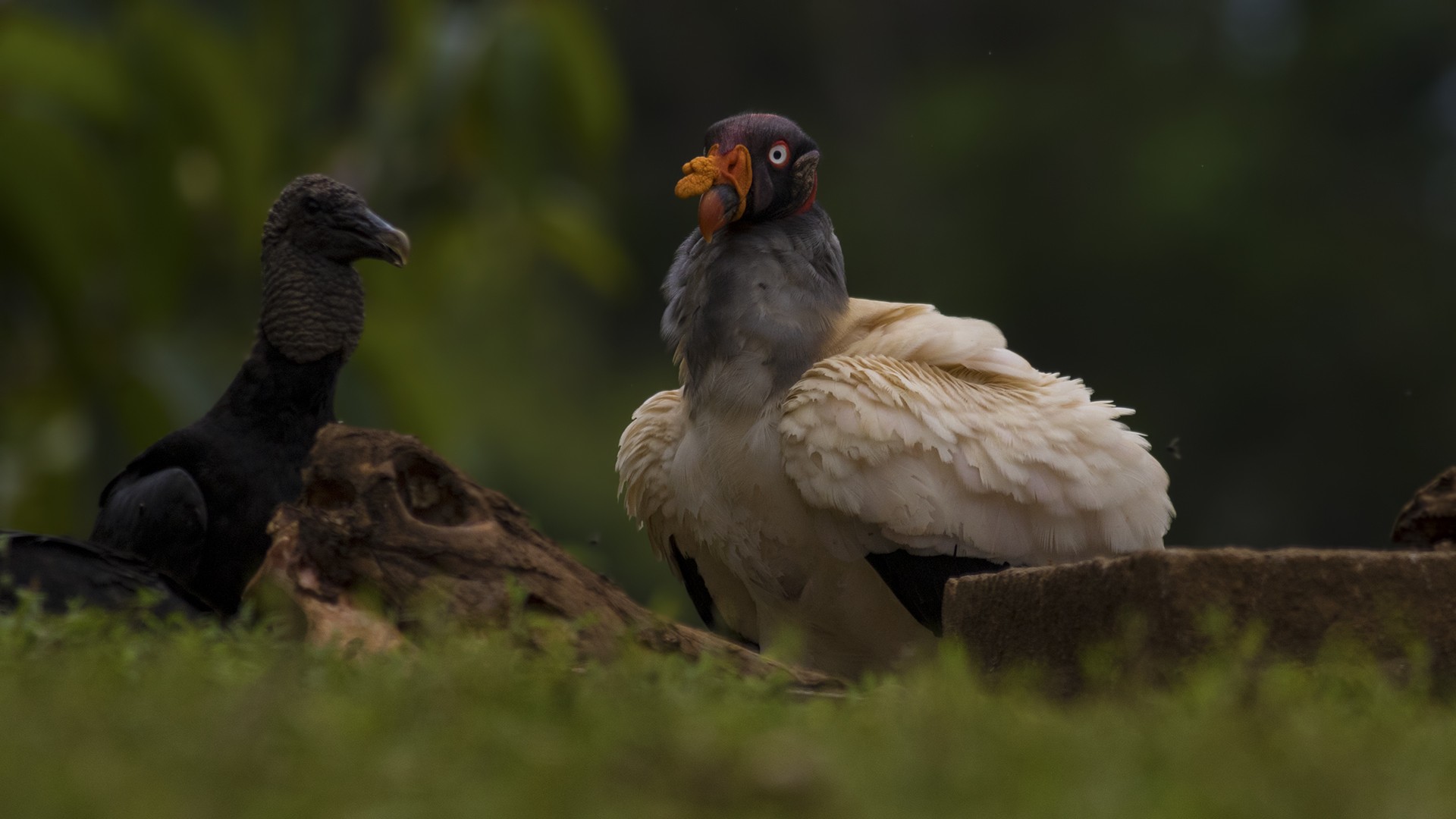 King Vulture