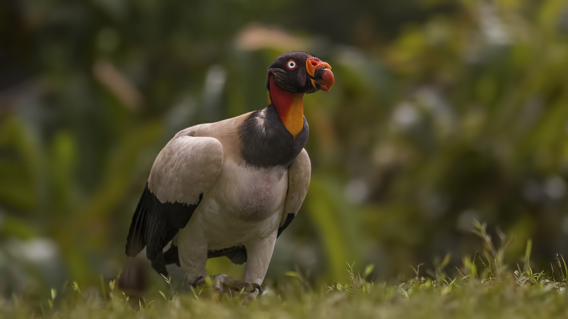 King Vulture