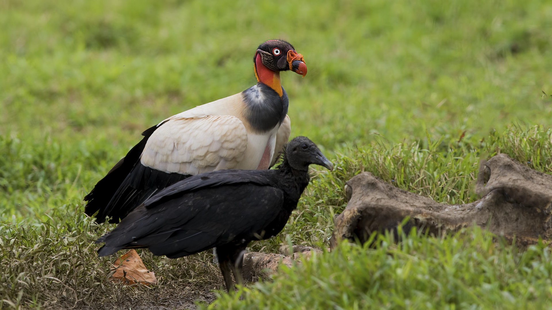 King Vulture