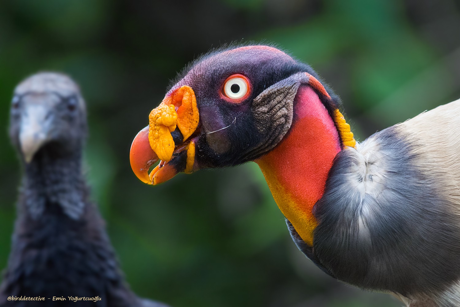 King Vulture