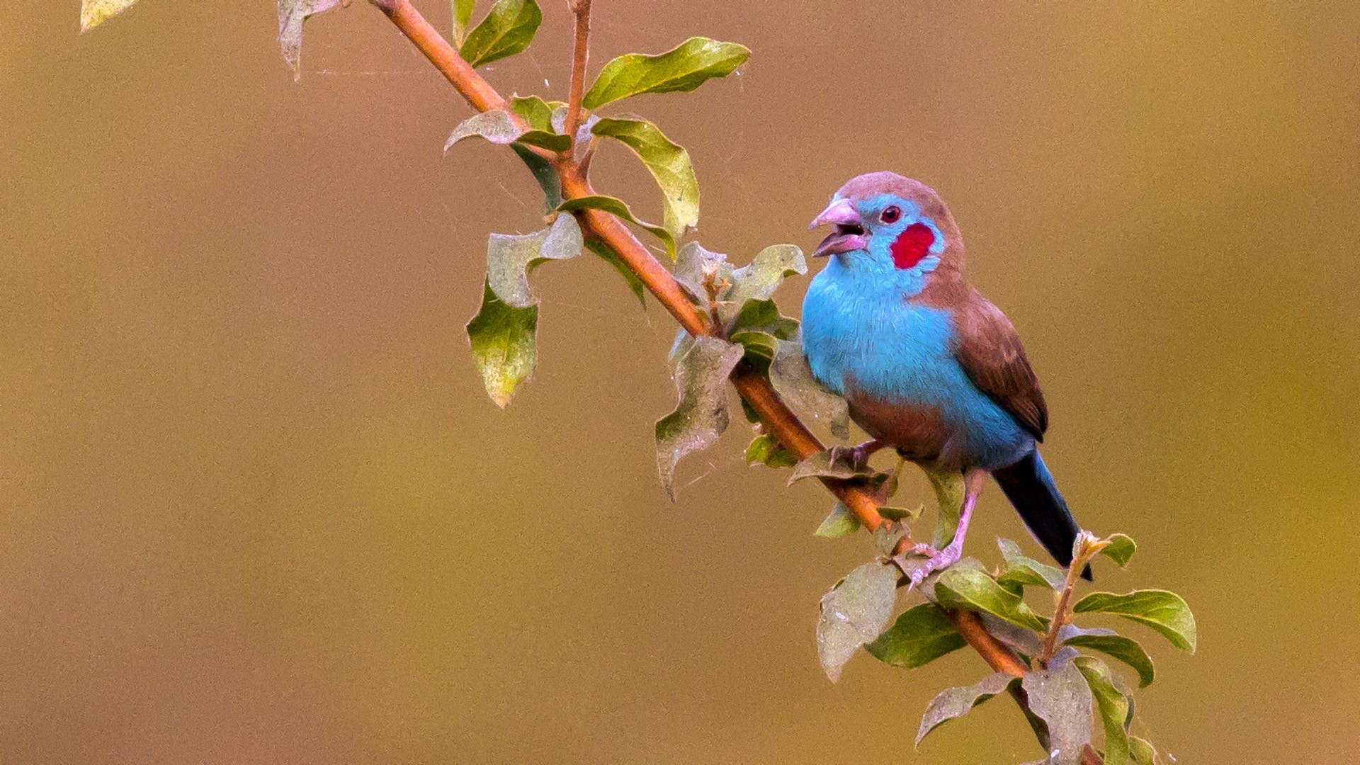 Red-cheeked Cordon-bleu