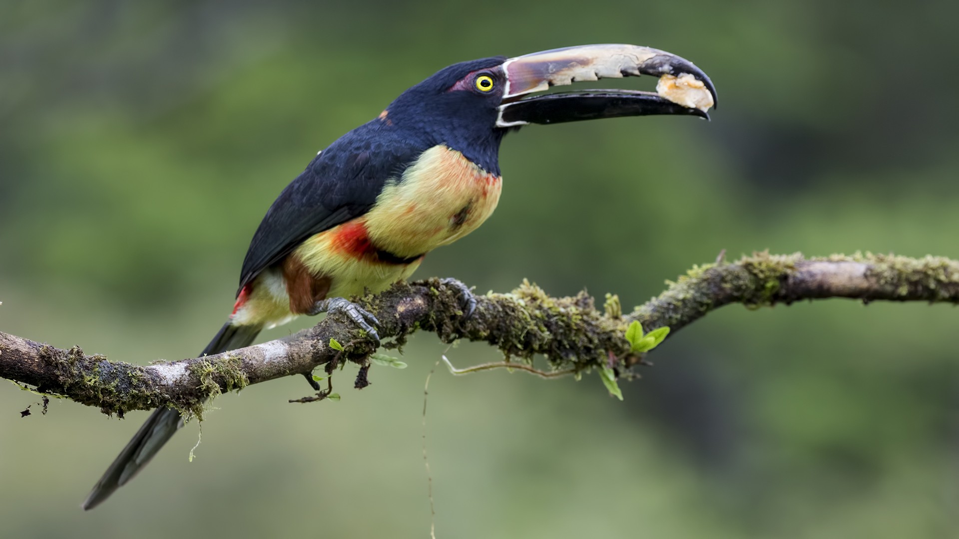 Collared AraÃ§ari