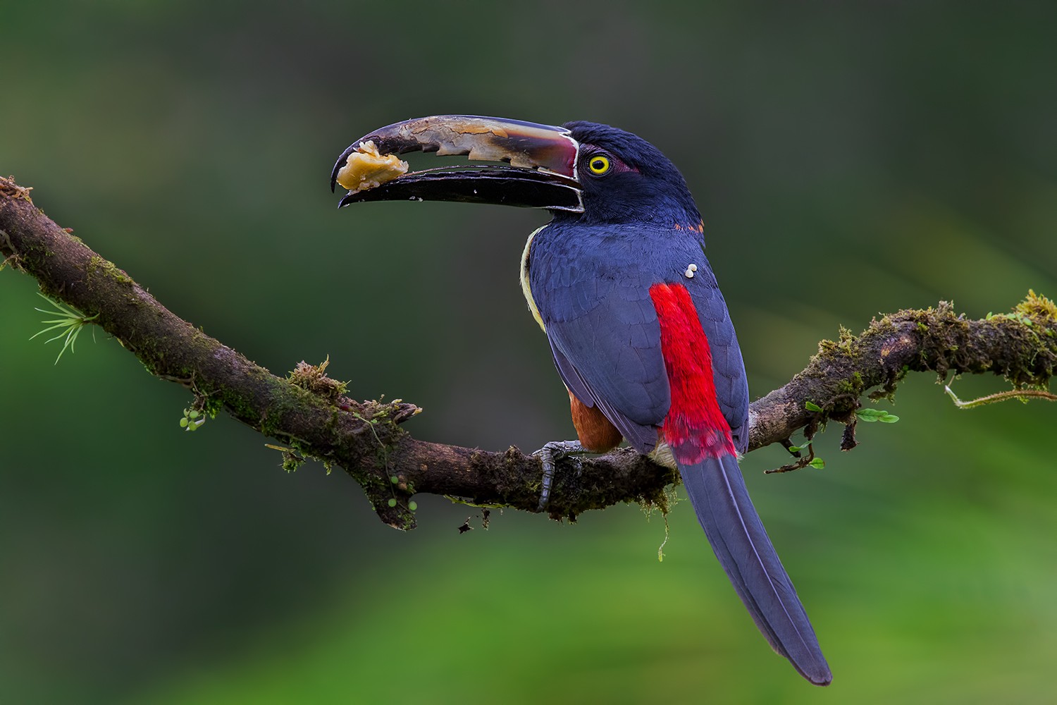 Collared AraÃ§ari