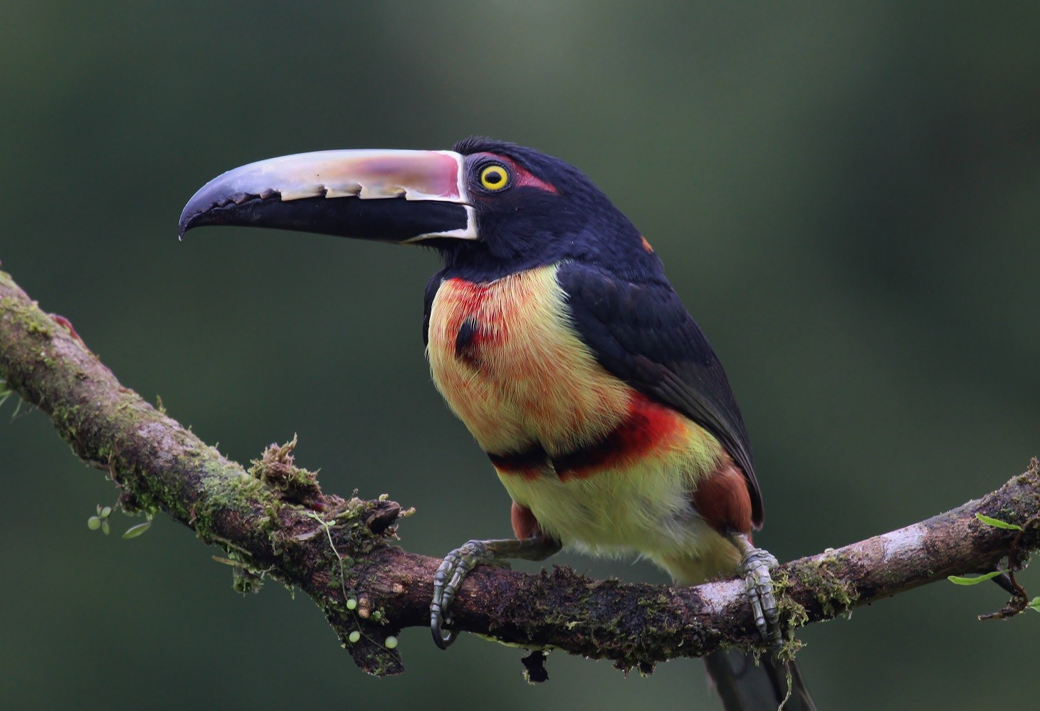 Collared AraÃ§ari