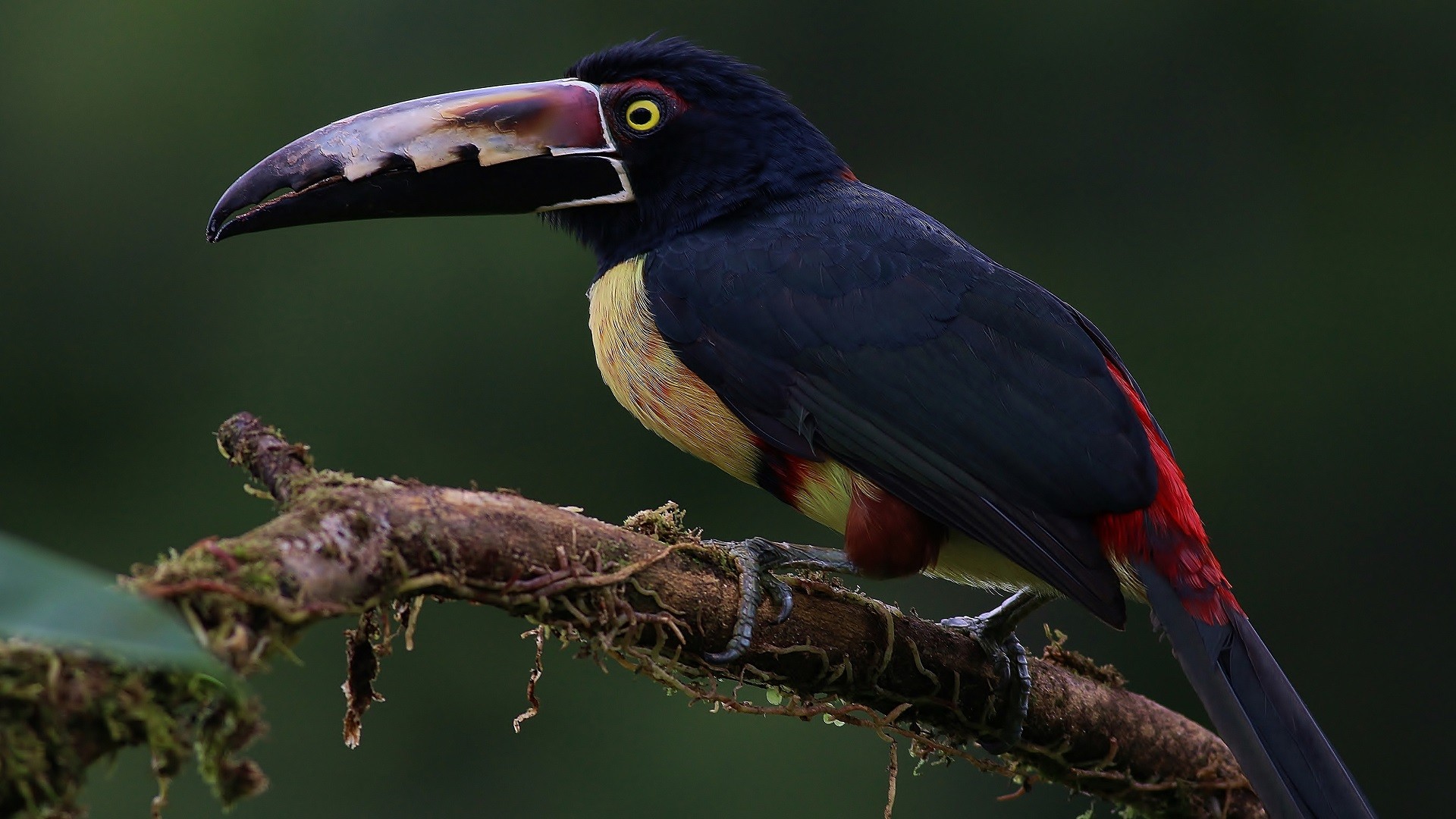 Collared AraÃ§ari