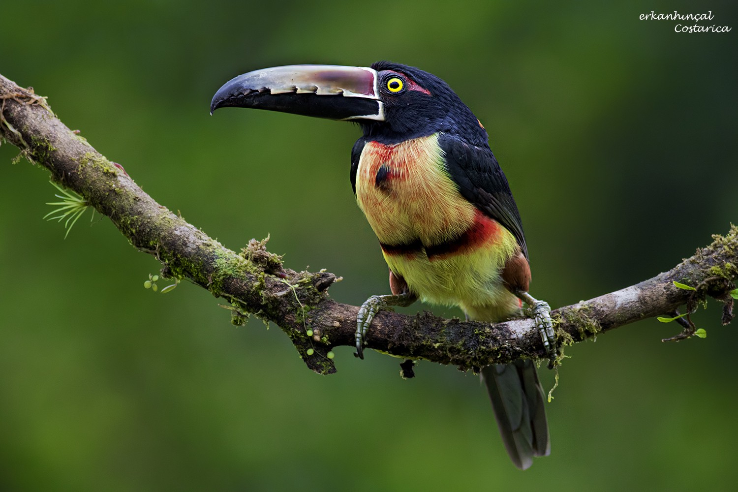 Collared AraÃ§ari