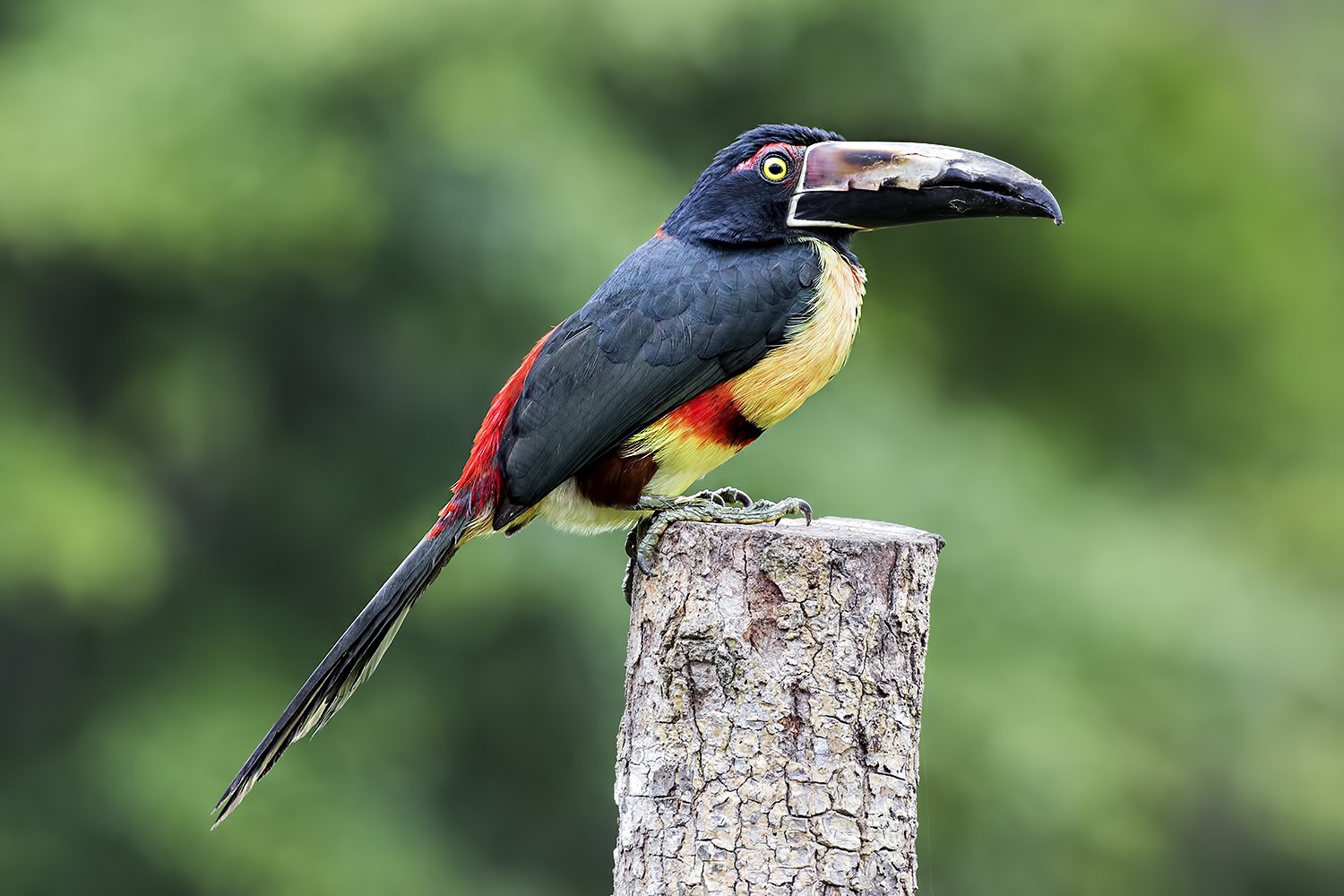 Collared AraÃ§ari