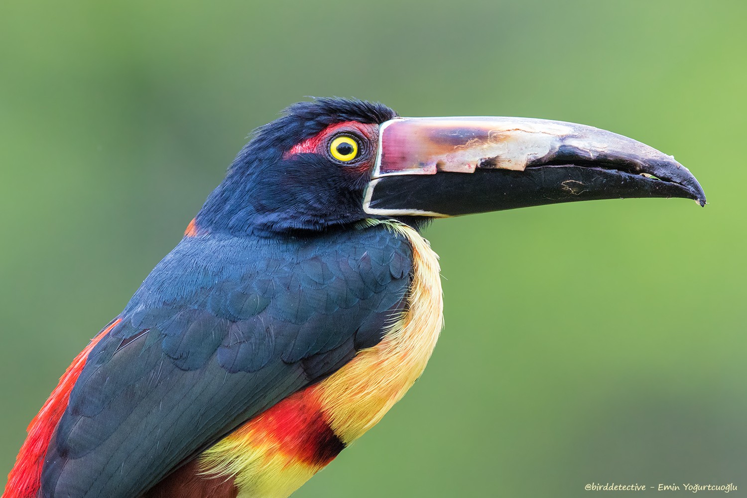 Collared AraÃ§ari