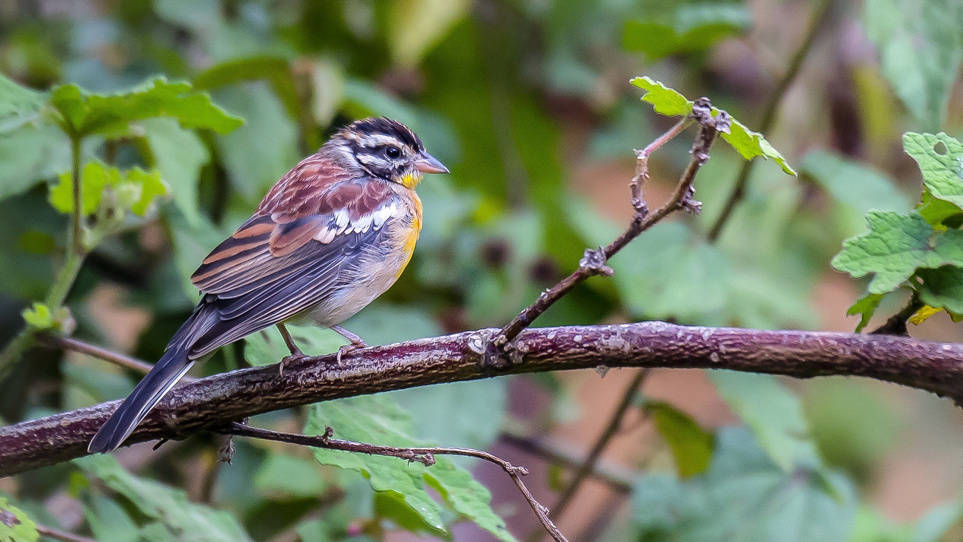 Golden-breasted Bunting