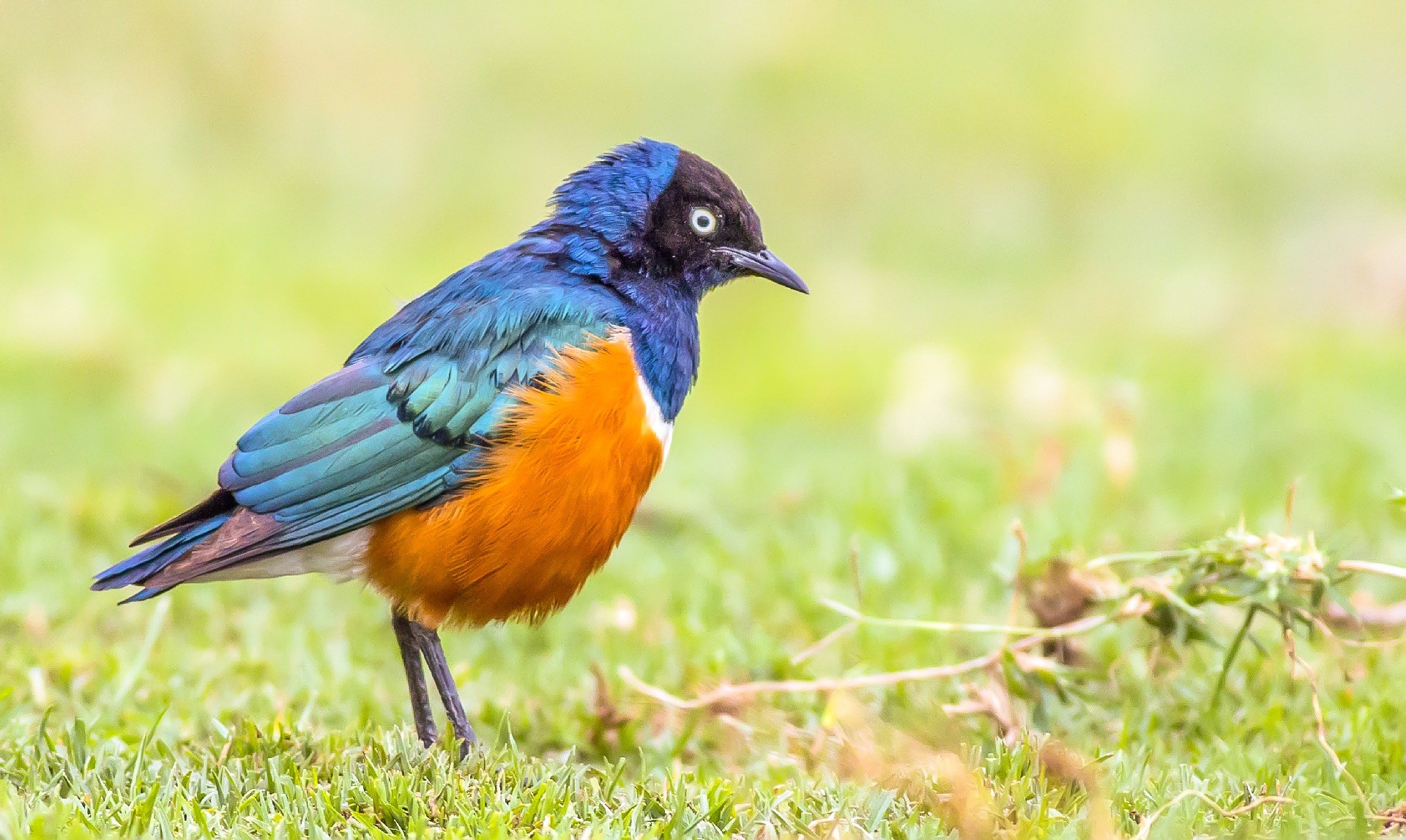 Superb Starling