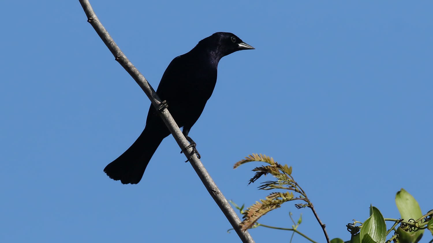 Shiny Cowbird
