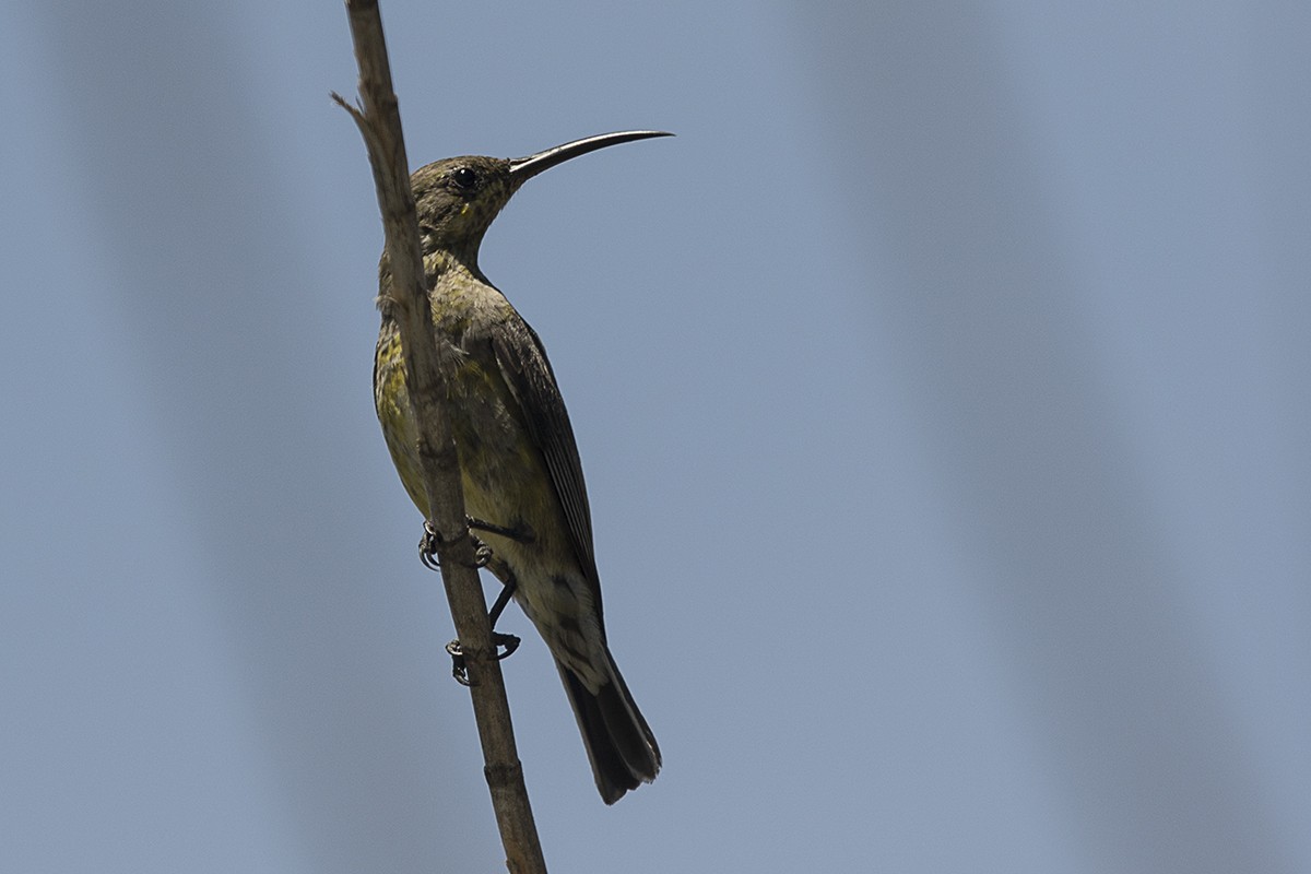 Malachite Sunbird