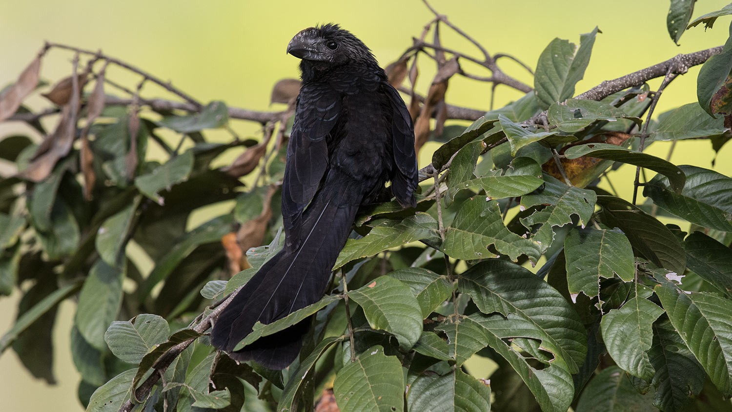 Smooth-billed Ani