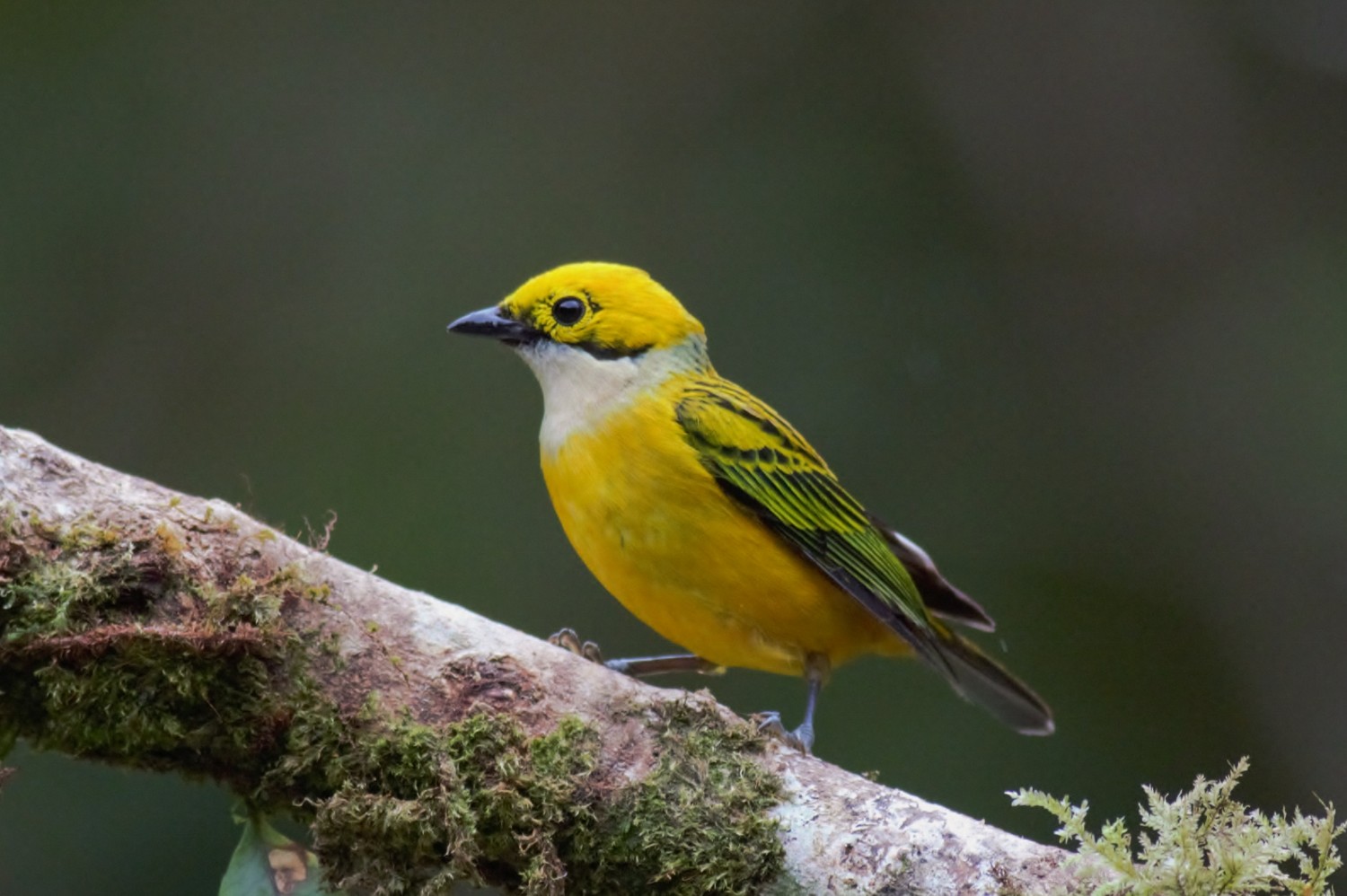 Silver-throated Tanager
