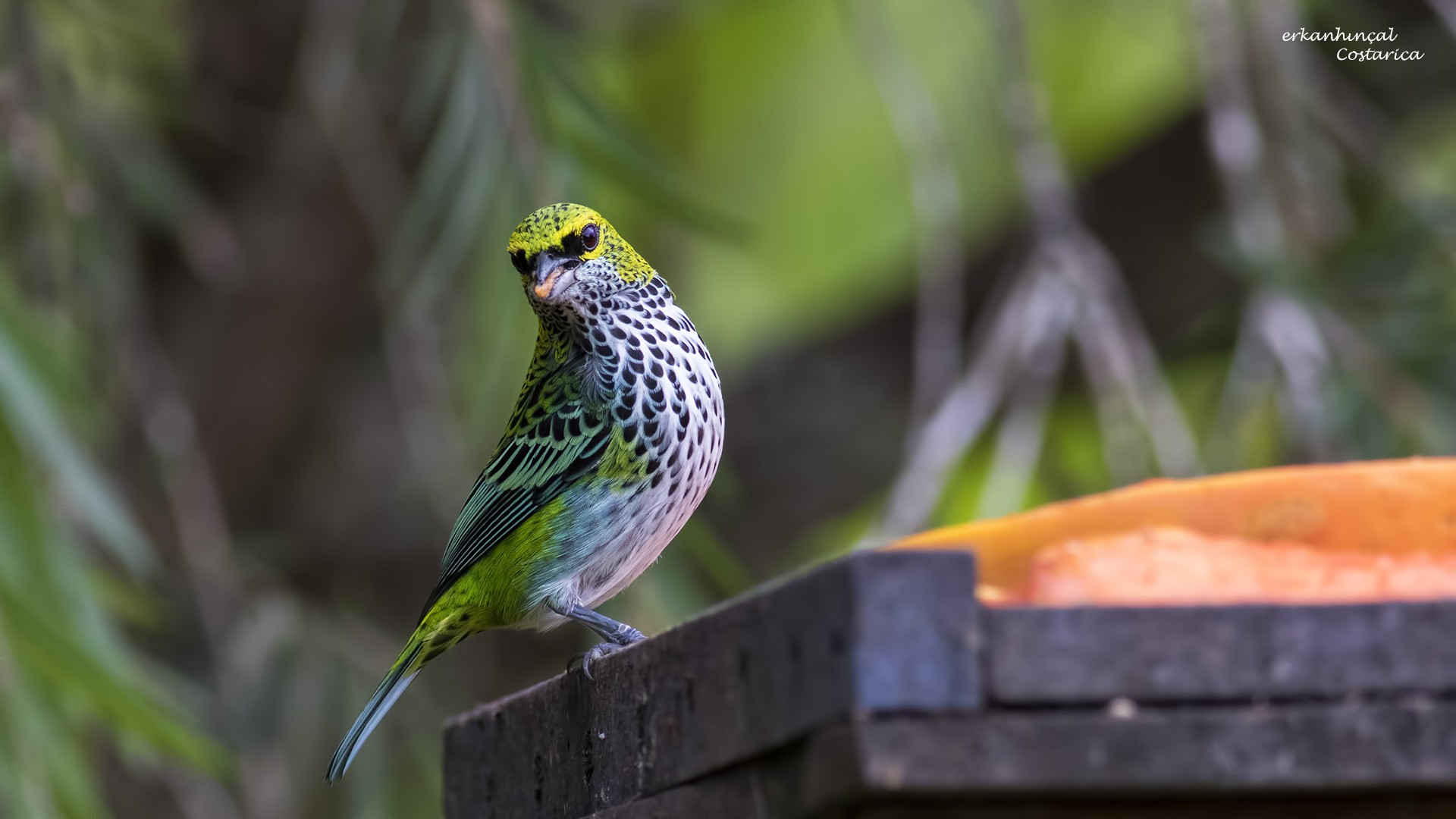 Speckled Tanager