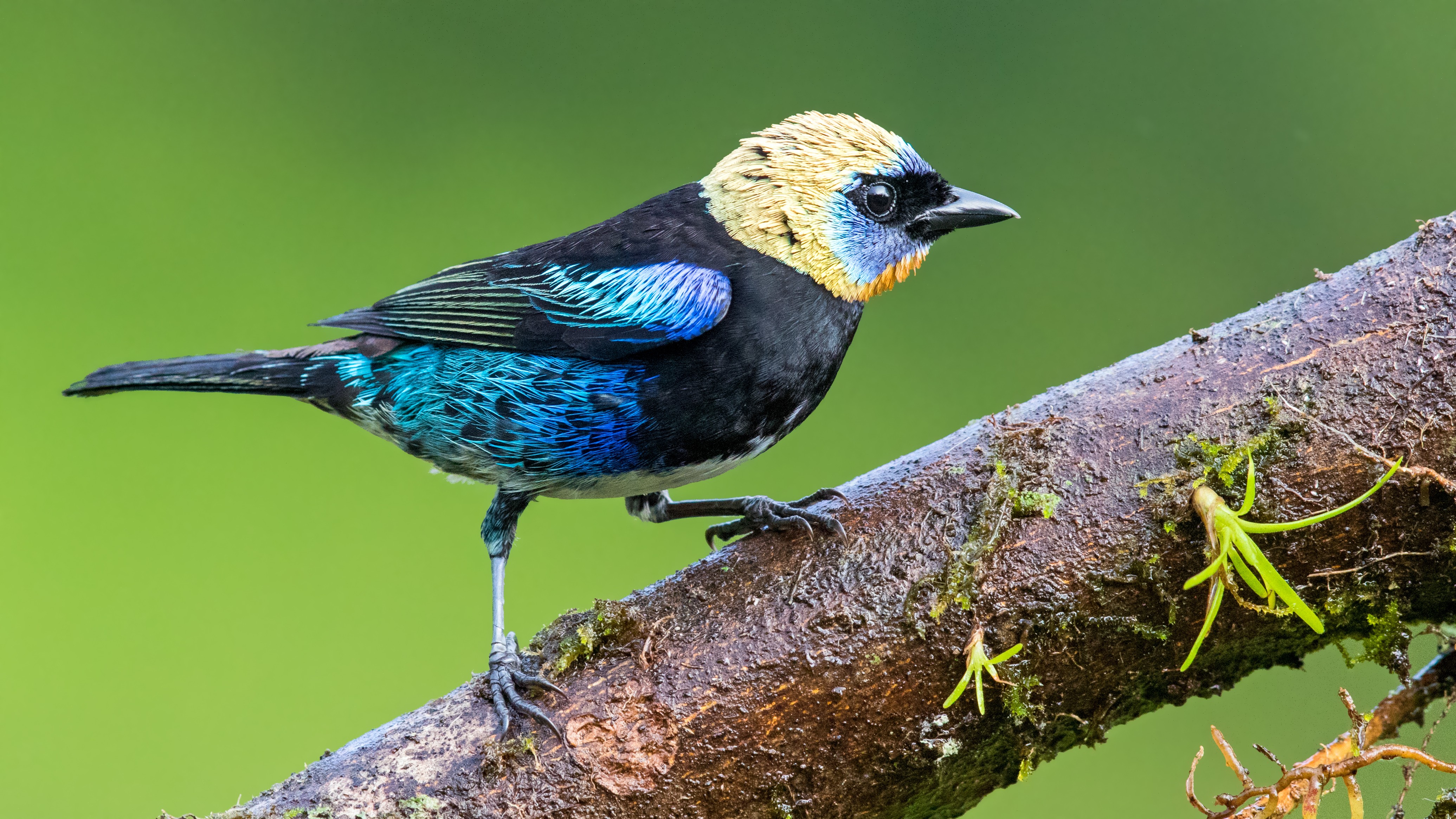 Golden-hooded Tanager