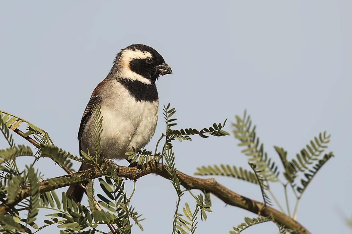 Cape Sparrow